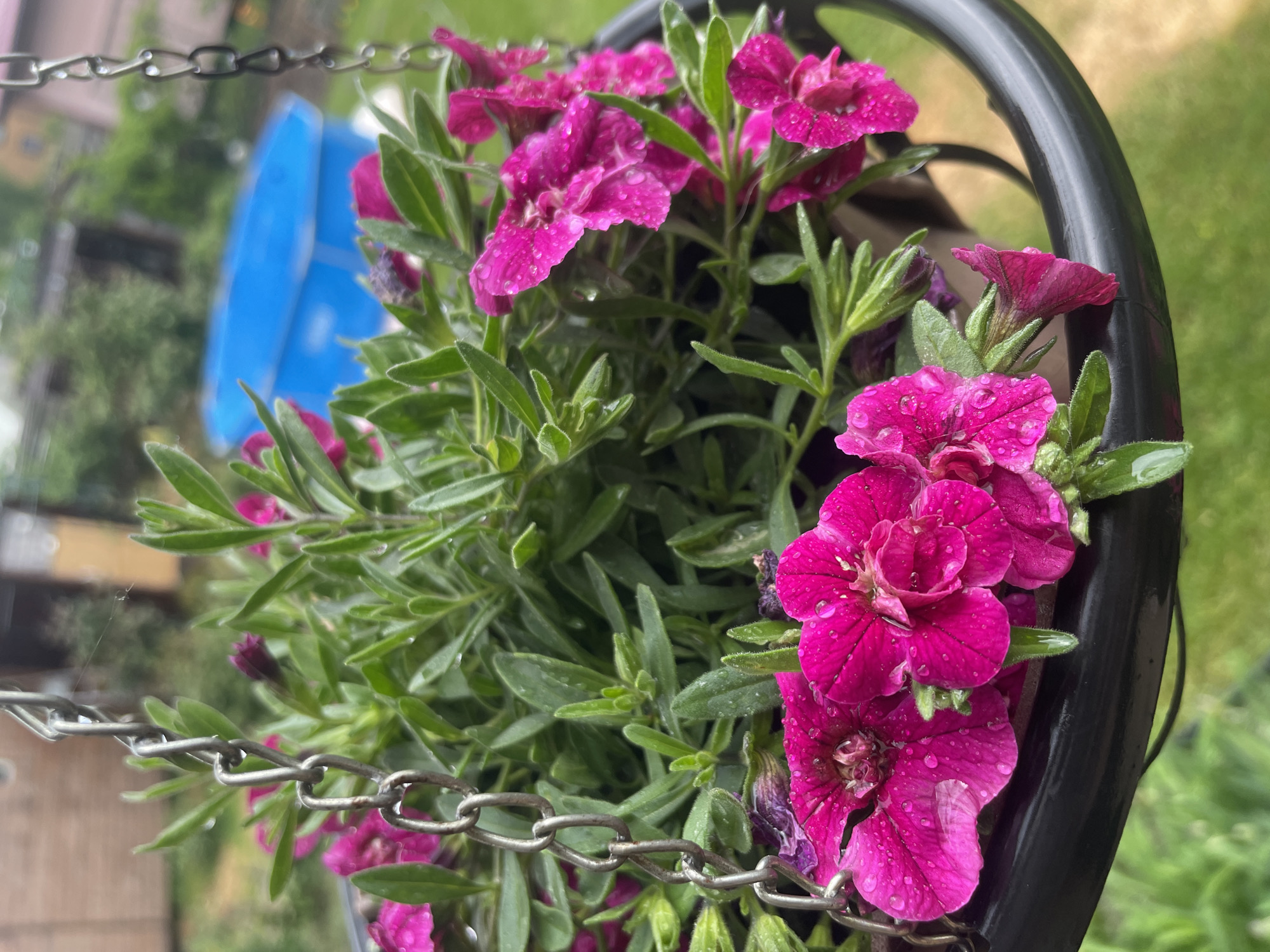 A close-up shot captures a hanging basket filled with vibrant pink flowers and lush green foliage, glistening with water droplets. The basket itself is suspended by a metal chain. In the blurred background, a bright blue, circular inflatable pool is visible, surrounded by greenery and a hint of a wooden structure, suggesting a residential backyard setting in Aropakkuzi, Russia. The overall scene conveys a sense of a damp, possibly post-rain, outdoor environment.