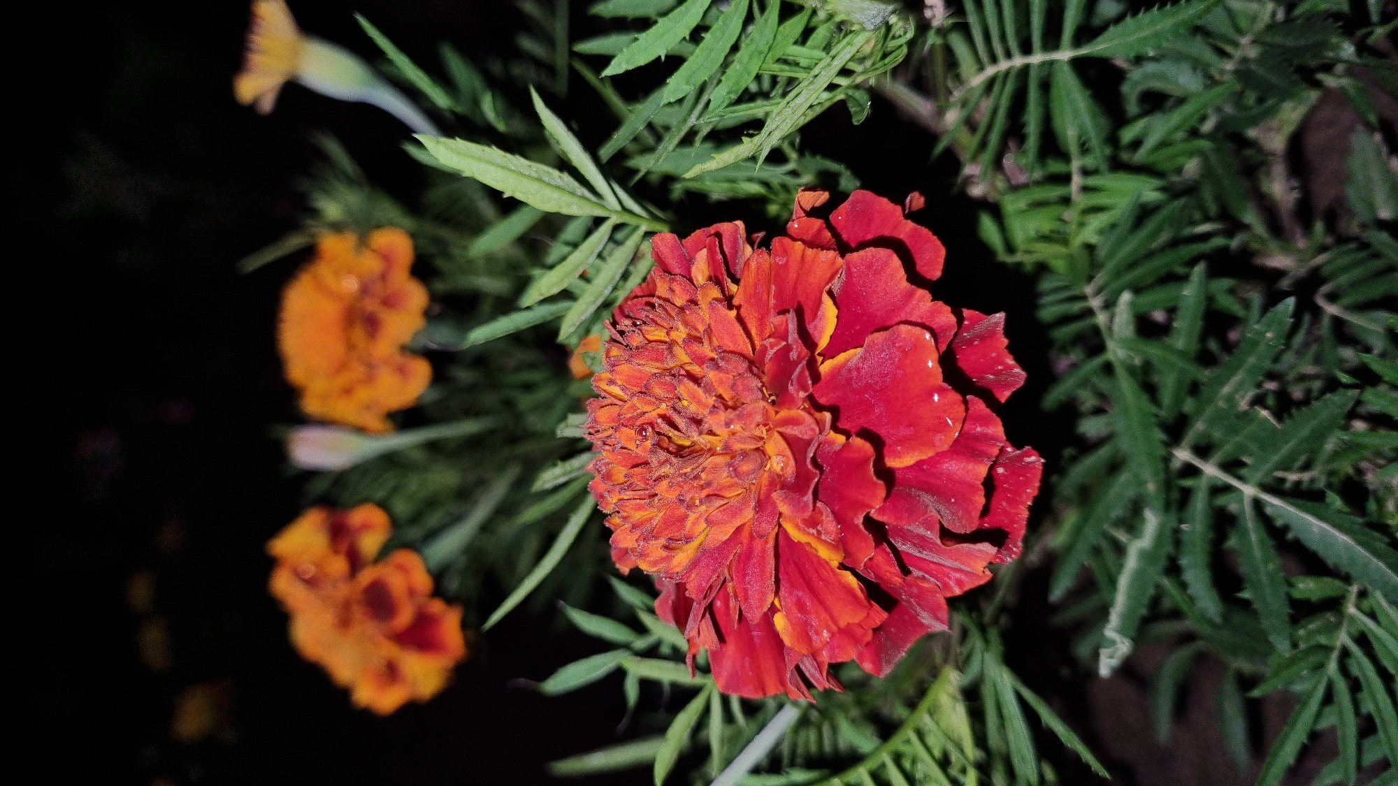 A close-up, nighttime photograph showcases a vibrant marigold flower in sharp focus in the foreground. The flower exhibits a rich, layered bloom with petals transitioning from deep red at the edges to fiery orange at the center. Tiny water droplets are visible on the petals. Surrounding the central flower are blurred green leaves and stems. In the background, out of focus, are several other marigold flowers, appearing as blurred orange and yellow orbs against a dark, indistinct background. One of these background flowers is a pale yellow. The overall setting suggests an outdoor garden or floral arrangement at night. There is no indication of the city of Vysokoe, Russia, in this image.