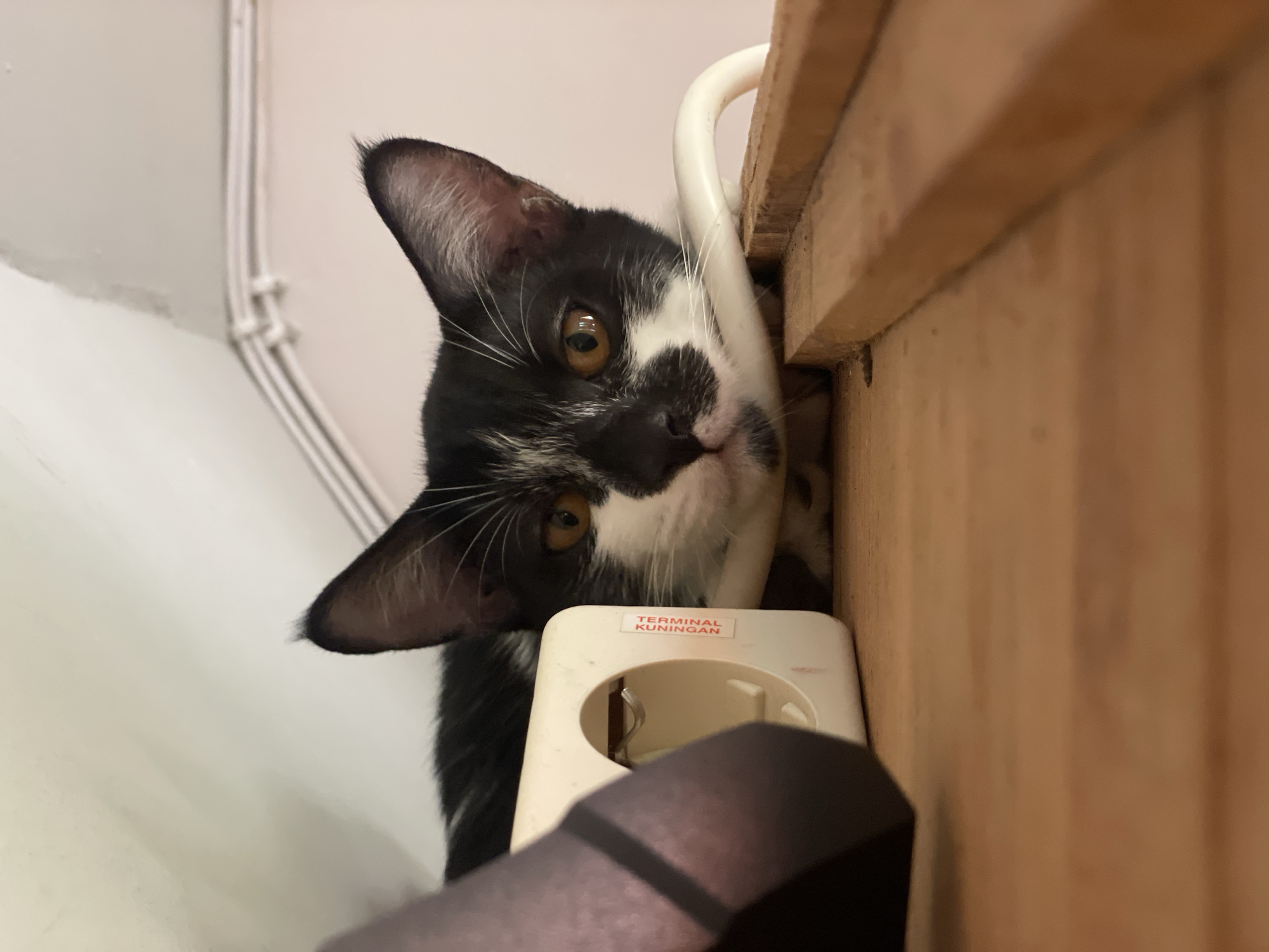 A black and white cat is seen peering over a wooden structure, next to a white electrical outlet labeled "TERMINAL KUNINGAN." The background includes a white wall with conduit running along it and a wooden surface. This image was likely taken in the city of Denpasar, Indonesia, based on the electrical outlet labeling.