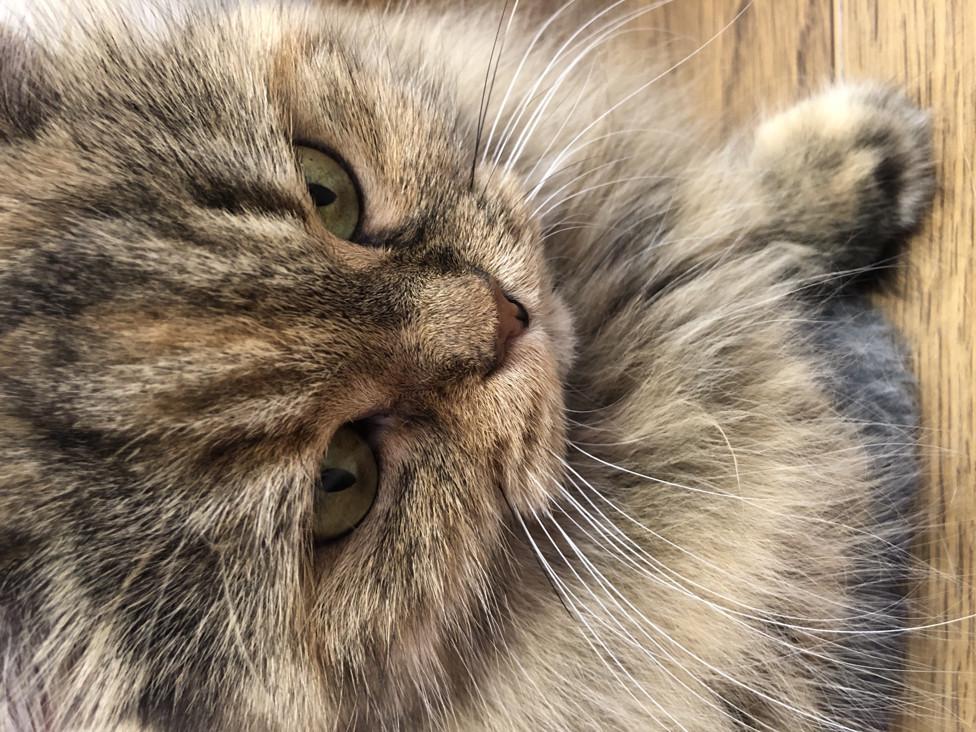 The image is a close-up, high-angle shot of a cat's face. The cat has long, fluffy fur with a mix of brown, black, and tan markings. Its eyes are green and appear to be looking down. The cat's whiskers are long and white. The background is a blurry wooden surface. The image is well-lit and in focus. There are no people or other animals present. The location is unknown.