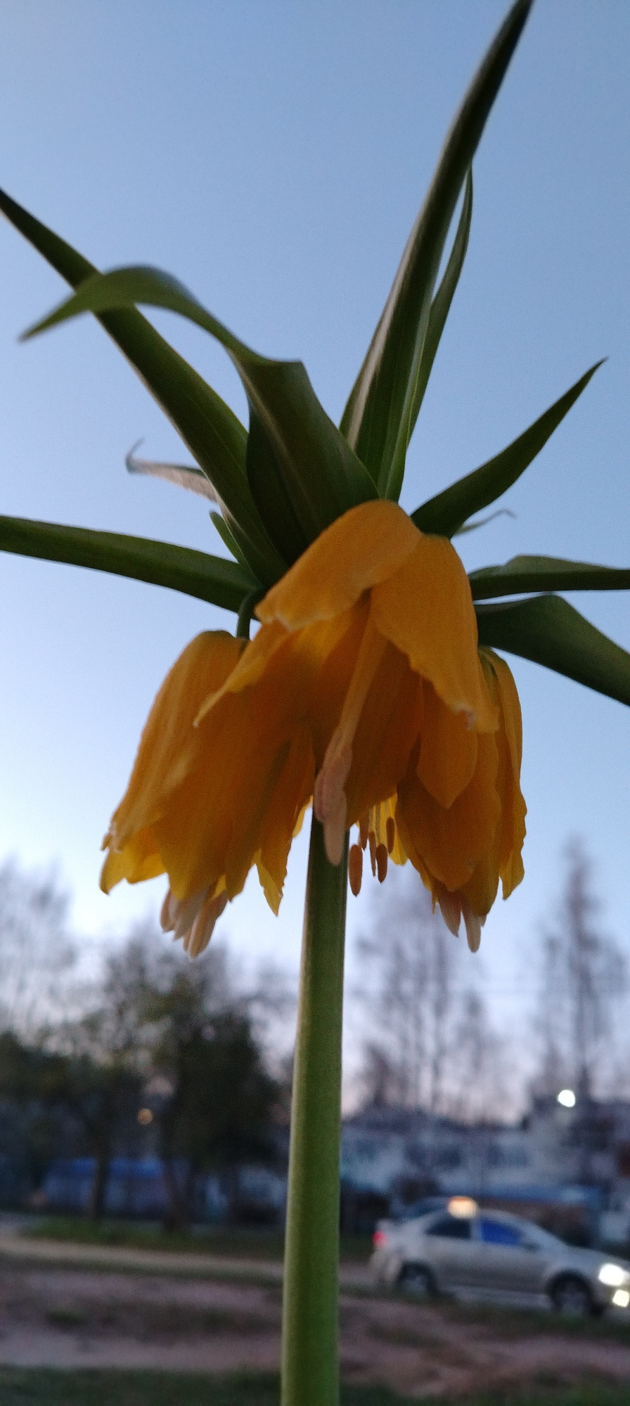 A ground-level, upward-angle photograph captures a yellow flower with pendulous petals, identified as a Crown Imperial (Fritillaria imperialis), against a muted blue sky. The flower has a robust green stem and is surrounded by green, lanceolate leaves. The background is blurred and features a cityscape at dusk. There is a light-colored sedan and blurry bare trees in the background.