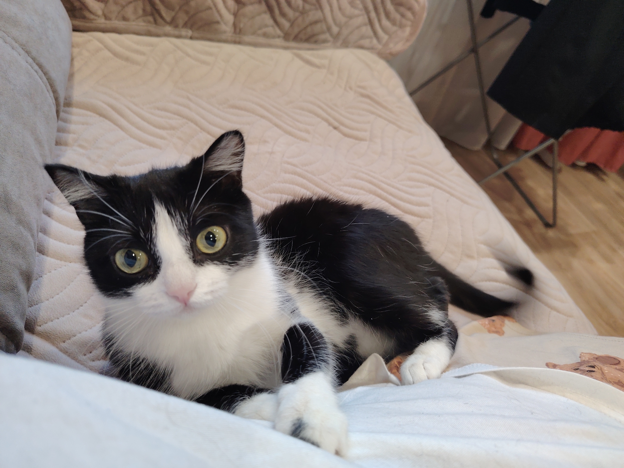 A black and white cat lies on a light-colored quilted bed. The cat is positioned towards the left side of the image, with its body angled towards the right. Its head is turned to face the camera. The background includes a light-colored upholstered couch and, to the right, a partially visible chair with dark-colored clothing on it. The floor is visible in the background on the right.