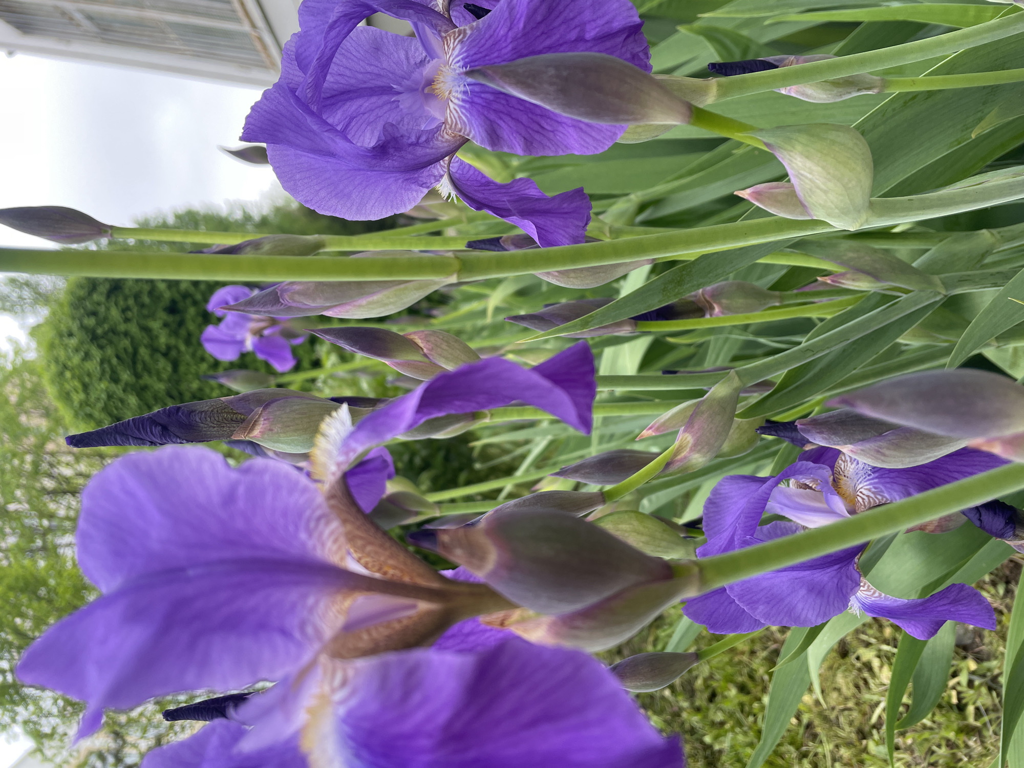 The image shows a close-up view of purple iris flowers and buds. The flowers are in various stages of bloom, with some fully open and others still in bud form. Green leaves surround the flowers and buds. The background is blurred, but hints of green foliage and a building suggest the flowers are in a garden or outdoor setting. No people are visible. The image provides no information to confirm the location as Moscow, Russia.