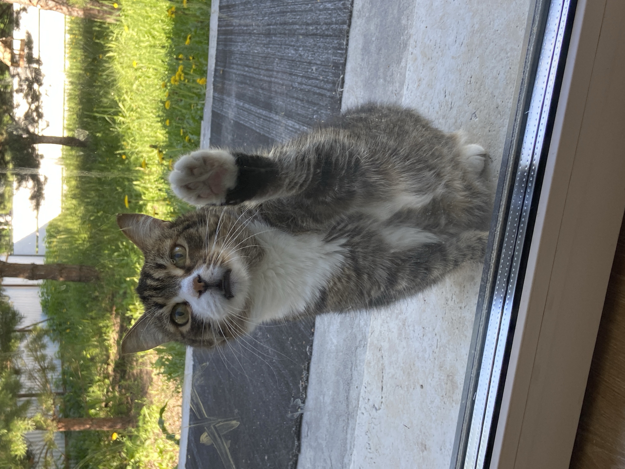 A gray and white tabby cat is lying on a windowsill, reaching up with its paw. The cat is looking directly at the camera with an open mouth. Outside the window, there is a view of a grassy area with trees. The location appears to be Tyumen, Russia.