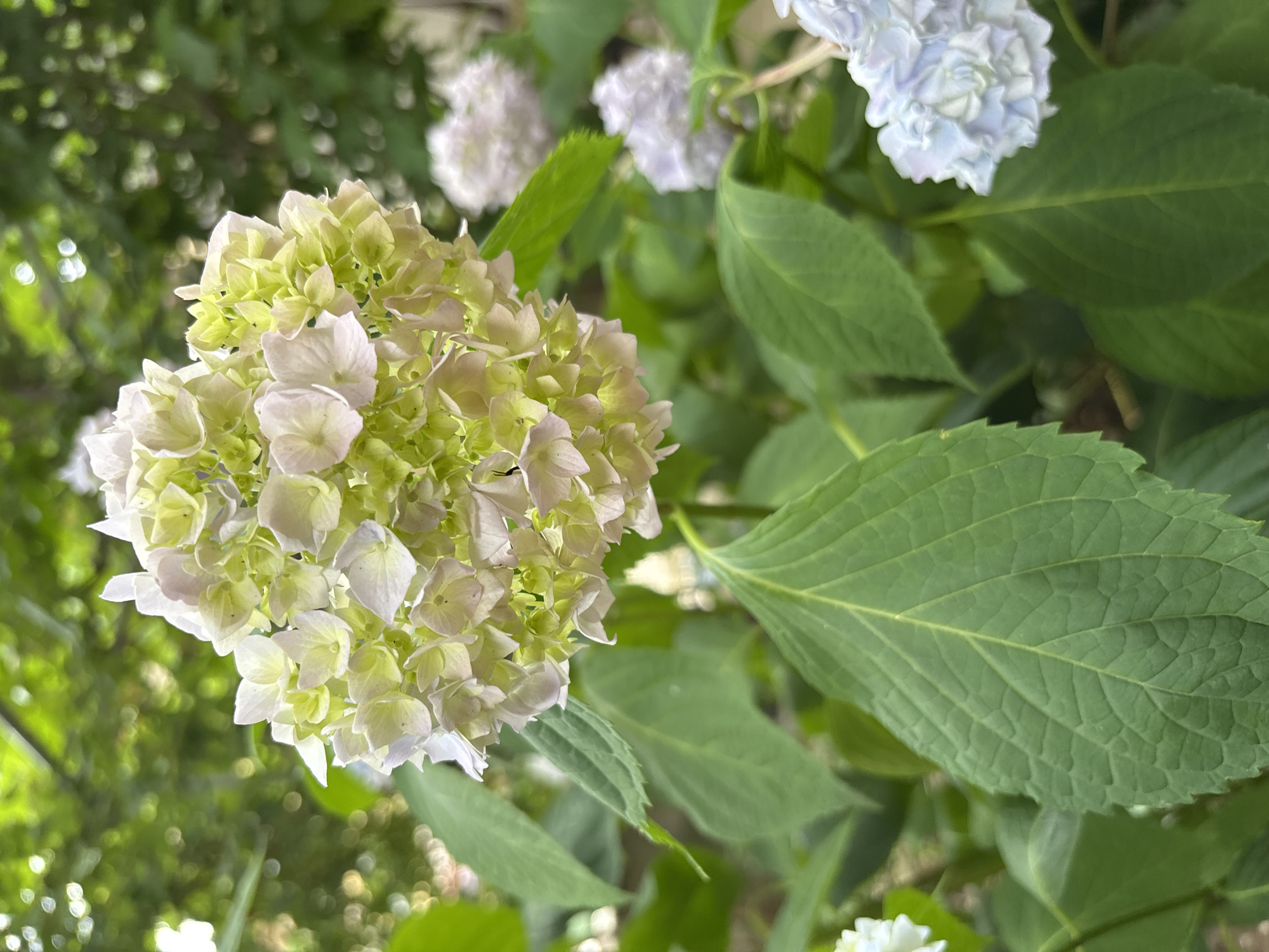A close-up, vertical shot captures a blooming hydrangea flower in the foreground, its large, rounded cluster of small, pale green and white florets detailed with delicate textures. The petals are tinged with a soft pink hue. Below the main flower, large, deep green leaves with prominent veins fan out, their serrated edges visible. The background is a blur of lush green foliage and soft bokeh circles of light, suggesting a garden setting. In the mid-ground and background, other clusters of hydrangeas are visible, some appearing in soft purples and blues, creating a layered effect. The image appears to be taken outdoors in a natural light environment, likely during the daytime.
The scene is consistent with a botanical garden or a well-maintained garden in Montana, Bulgaria, during the flowering season of hydrangeas. There are no people or animals present in the image. The focus is solely on the botanical subject matter.