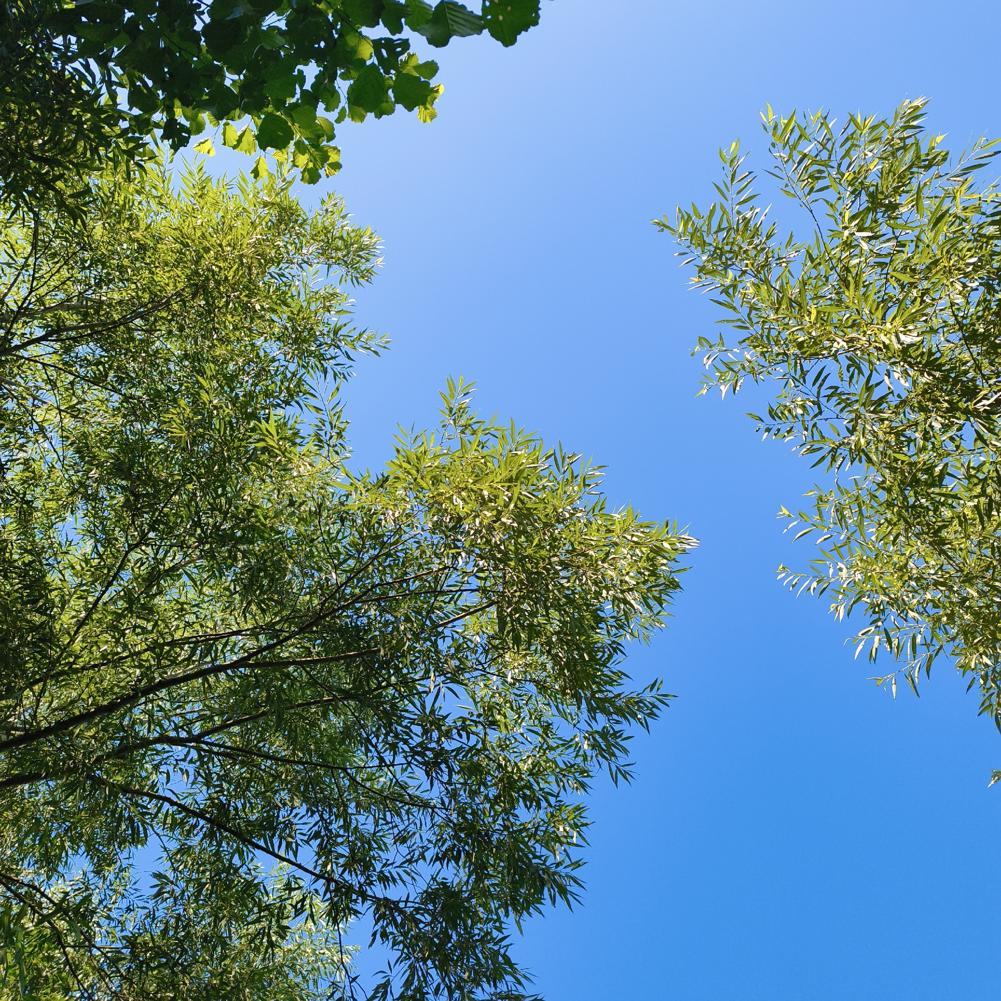 The image is a low-angle shot looking up at a clear blue sky through the branches and leaves of trees. The foliage is vibrant green and appears to be illuminated by sunlight, creating dappled patterns against the sky. The leaves are elongated and slender, typical of willow trees, and some branches extend into the frame from the top and sides. There are no people or man-made objects visible in the frame, suggesting a natural, outdoor setting. The location is identified as Парэчча, Belarus.