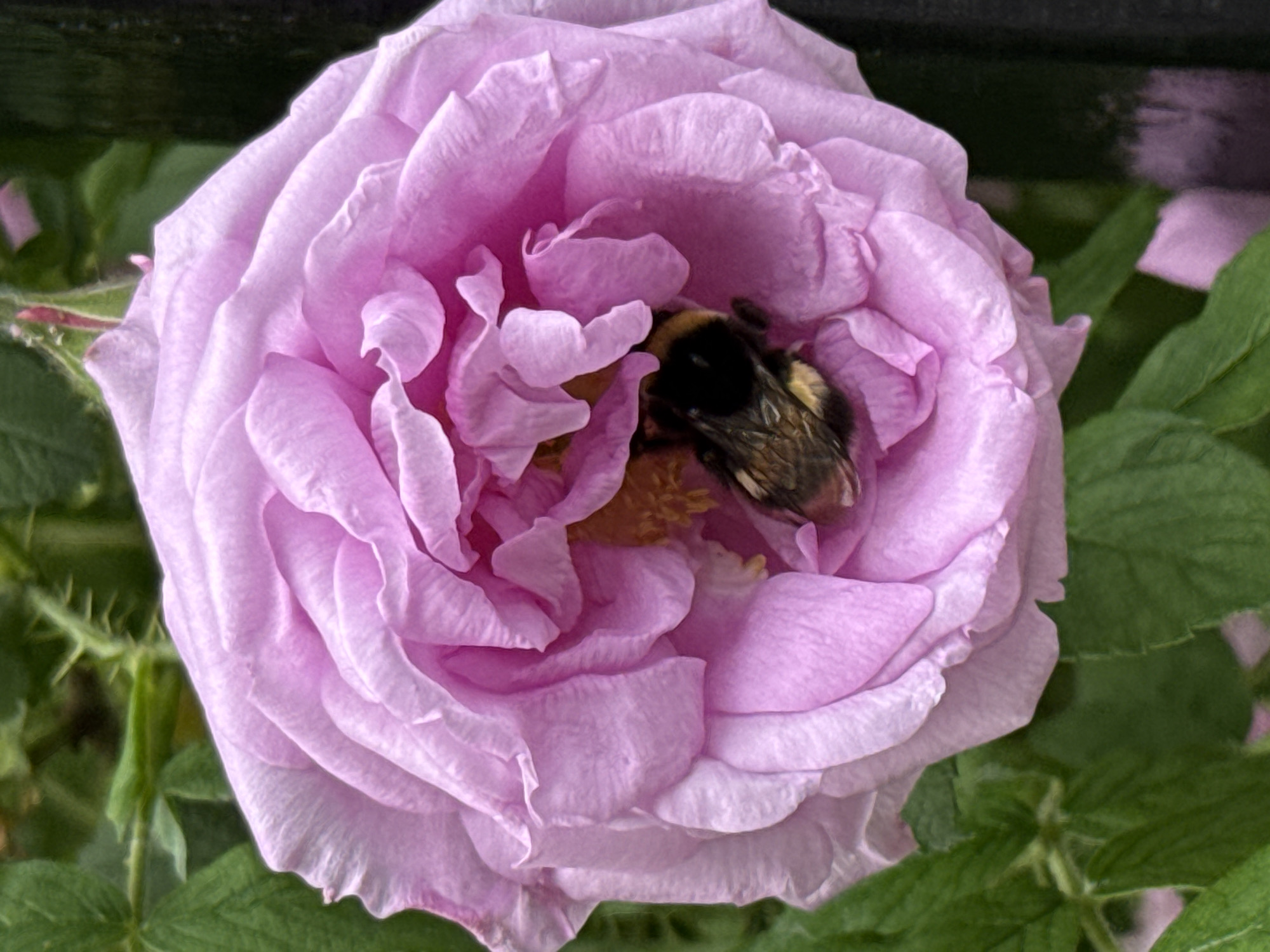 A close-up, eye-level, vertical shot captures a pink rose in full bloom, with a bumblebee nestled within its petals. The rose, which appears to be a wild rose variety, displays multiple layers of delicate, ruffled pink petals. The bumblebee, with its characteristic black and yellow fuzzy body, is positioned in the center of the flower, actively engaged with its pollen. The background is softly blurred, featuring green foliage and the dark, vertical element of what appears to be a fence post. The lighting suggests it is daytime, with soft, natural light illuminating the scene. There is no evidence to suggest this image was taken in Veliky Novgorod, Russia, or any specific city.