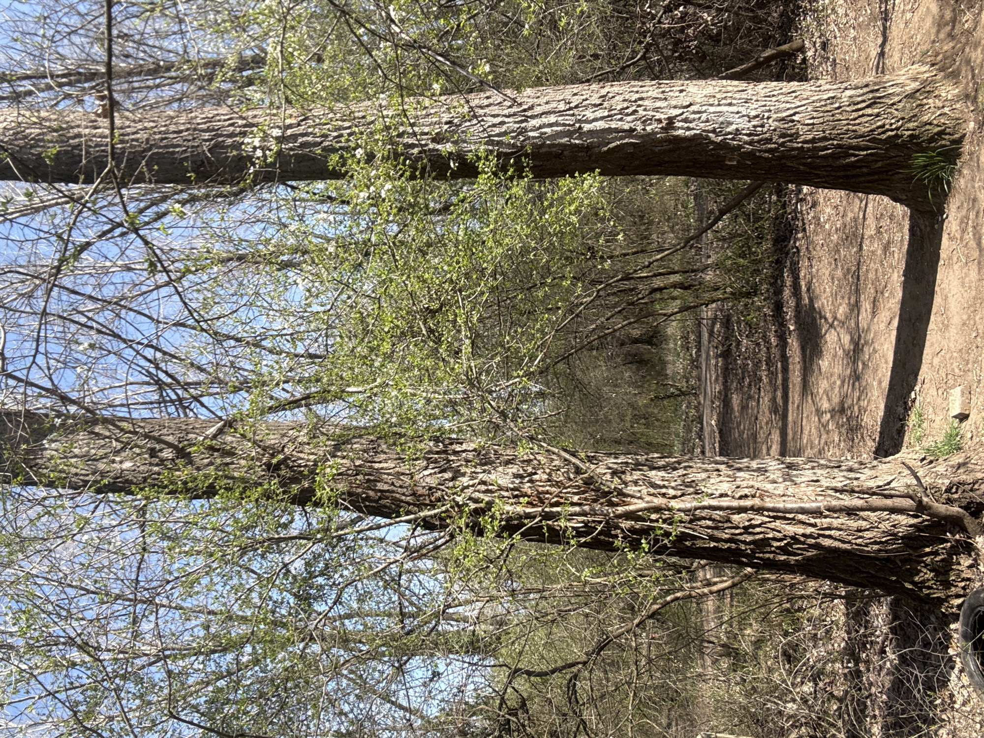 The image depicts a dirt path through a wooded area. Two large tree trunks are lying horizontally across the path, forming a kind of natural tunnel. The bark on the trees is thick and textured. The trees have branches with new leaves emerging, indicating springtime. The sky is visible through the branches, and the light suggests it is daytime. The specific location in Sofia, Bulgaria is not discernible from the image.