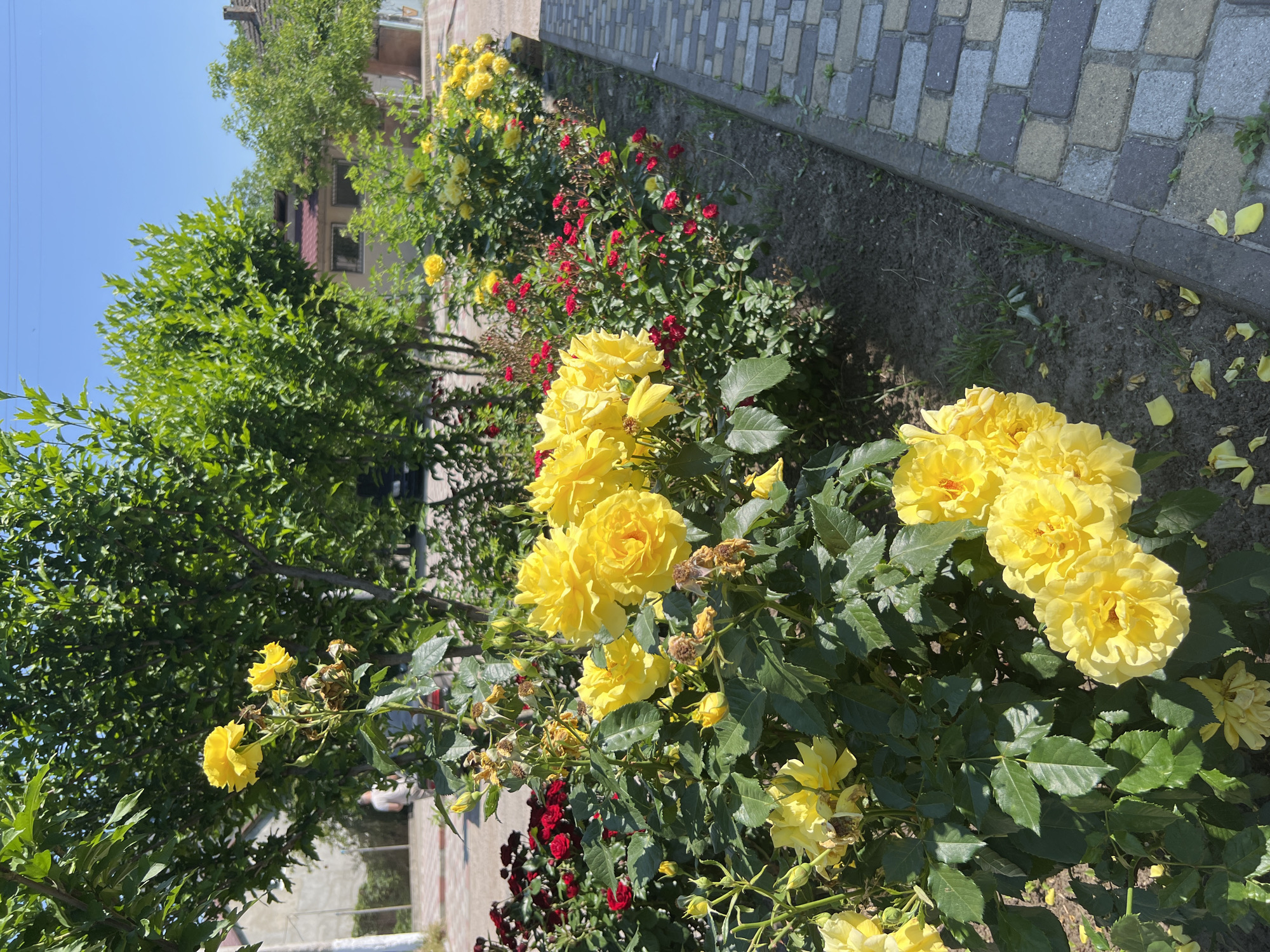 A garden bed with blooming yellow and red roses runs alongside a paved walkway and adjacent to a street or path in Dubăsari town council, Moldova. The yellow roses are predominantly in the foreground, with several large blooms and buds. Behind them, red roses are visible, interspersed with more yellow roses further down the bed. Trees with lush green foliage line the background, with a building and a clear blue sky visible above. A person is standing in the distance on the left side of the image. The pavement is made of interlocking stone pavers in various shades of grey and tan.