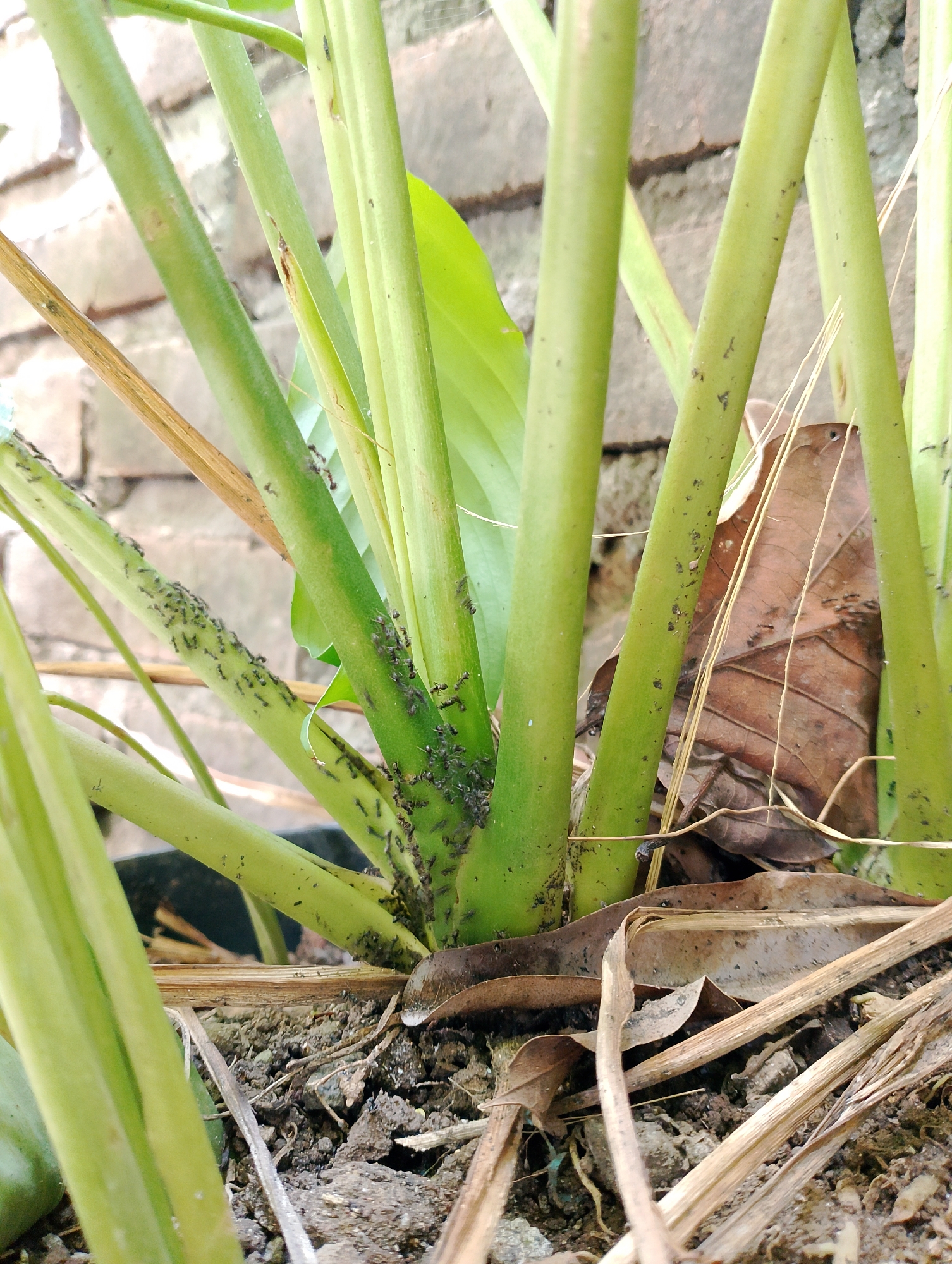 A close-up, eye-level shot focuses on the base of a plant with thick, green, upright stems. Numerous small, black ants are visible crawling on the stems, with the highest concentration around the joints and crevices where the stems meet. Some ants are also scattered on the surrounding dry leaves and soil. The background consists of a brick wall and more of the plant's foliage. The scene appears to be outdoors in a cultivated area, possibly a garden.