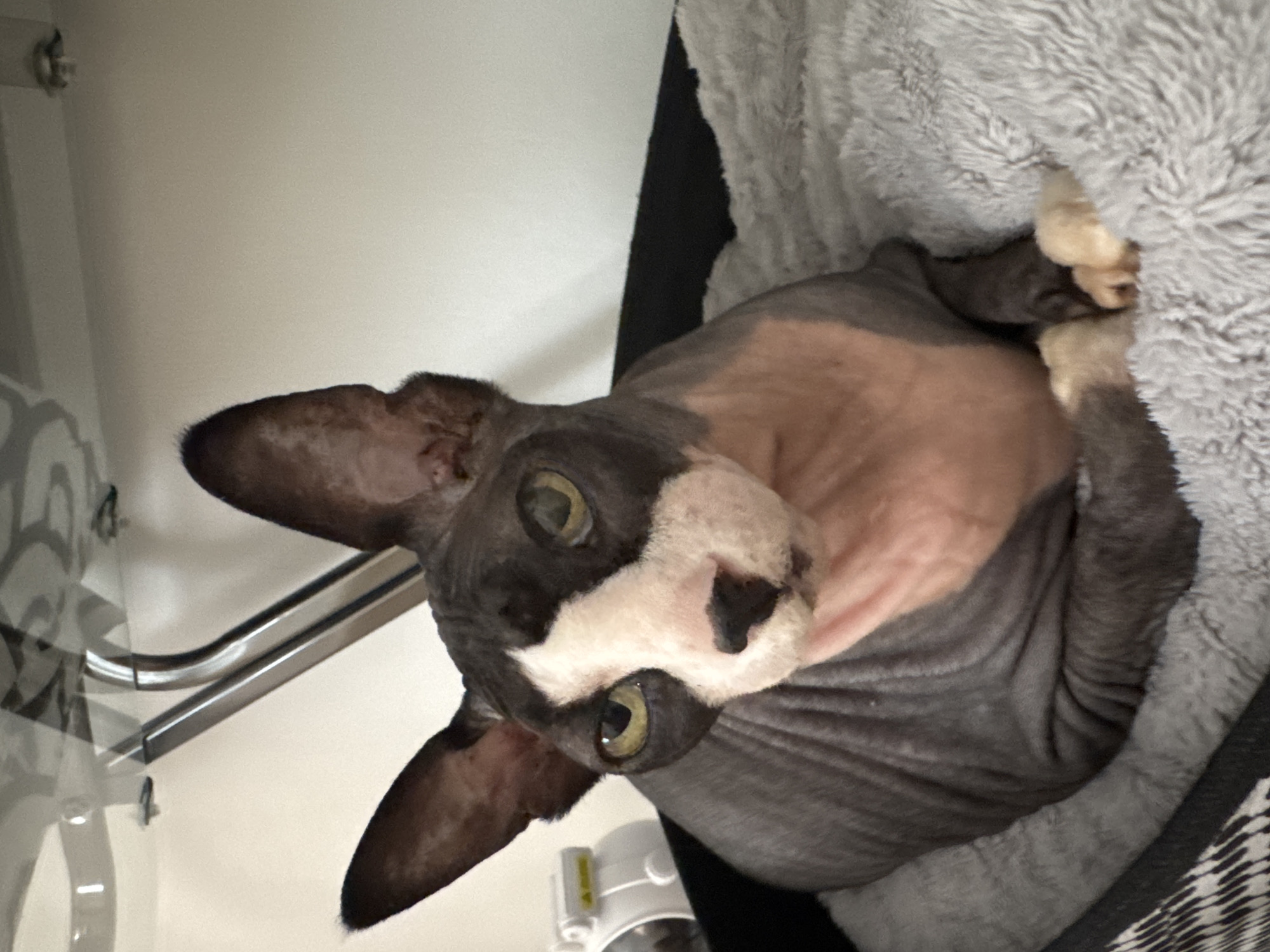 A sphynx cat with gray and pink skin is lying in a gray, fluffy cat bed. The cat has large ears, green eyes, and black markings on its face and ears. Its paws are visible, resting on the bed. The background is a plain white wall with some metallic shelving and a white air purifier. The image appears to be taken indoors.