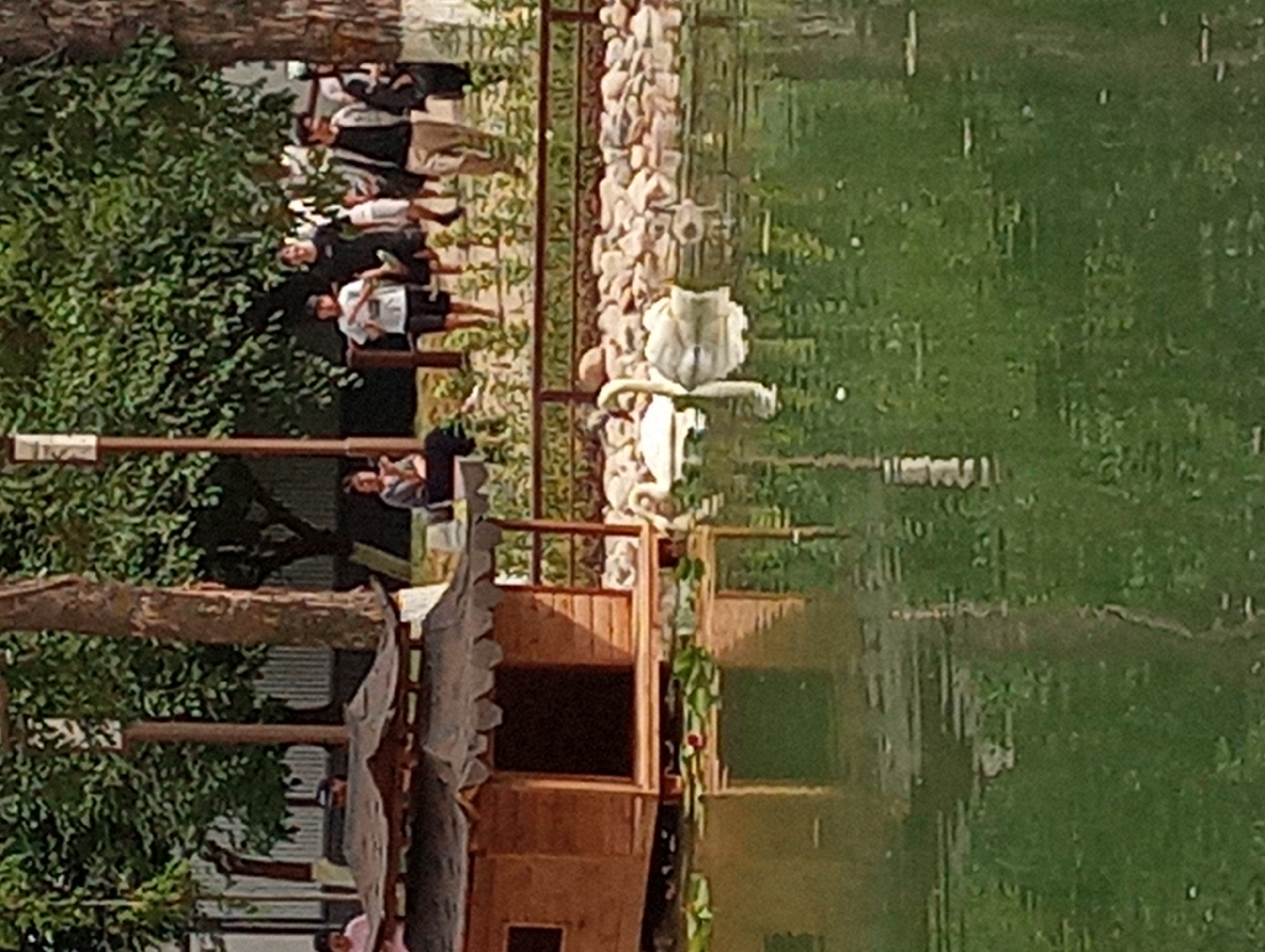 The image captures a serene scene at the Shymkent Zoo in Shymkent, Kazakhstan. In the foreground, two white swans are gracefully swimming in a calm pond, their reflections shimmering on the water's surface. To the left, a charming wooden miniature house, possibly a swan shelter, sits on stilts near the water's edge, adorned with lily pads. The background reveals a lush green environment with trees and foliage. Several individuals are visible in the background, some standing near a fence, while others are seated. The overall atmosphere suggests a peaceful day at the zoo, with visitors enjoying the natural beauty and observing the wildlife.
