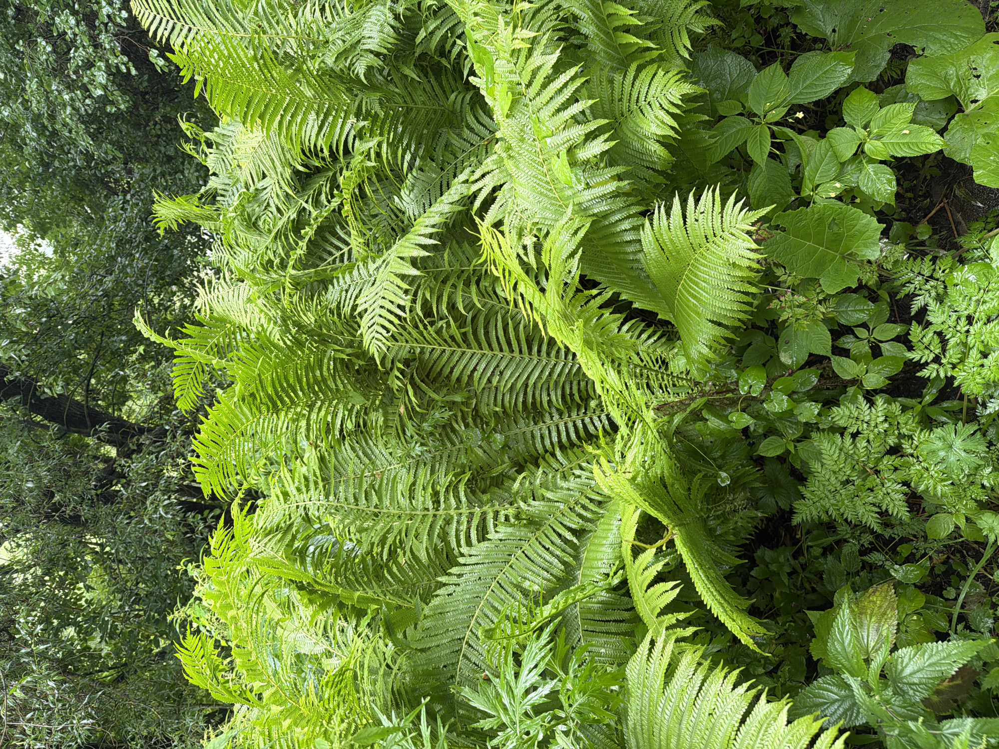 The image depicts a dense cluster of vibrant green ferns and other lush undergrowth, characteristic of a forest floor or shaded garden. The foliage is rich and varied, with large, feathery fronds dominating the scene, interspersed with smaller, more delicate leaves. The overall impression is one of natural abundance and verdant growth. The environment appears damp, with water droplets visible on some of the leaves, suggesting recent rain or dew. The background is blurred, showing the darker tones of tree trunks and foliage, creating a sense of depth and hinting at a woodland setting. There are no people or animals present in the image, and no discernable man-made objects, suggesting a naturalistic environment. The location is specified as the city of Nikulskoye, Russia.