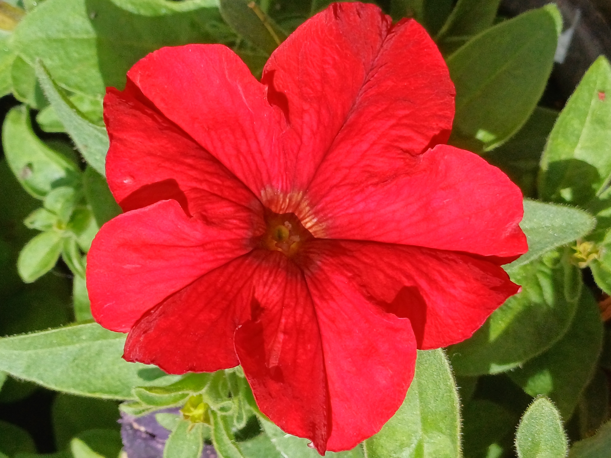 This is a close-up, eye-level shot of a vibrant red petunia flower. The flower is the clear subject, with its five large, velvety petals taking up most of the frame. The petals are a rich, saturated red and exhibit subtle veining that becomes more apparent towards the center of the bloom. The center of the flower is a yellowish-green and the petal edges are slightly ruffled. Surrounding the flower are lush, green leaves, some of which are slightly out of focus, creating a depth of field that emphasizes the bloom. The leaves appear healthy and slightly fuzzy, with visible veins and a light green hue. The lighting suggests it is daytime, with sunlight illuminating the flower and casting soft shadows on the petals and leaves. The overall impression is one of natural beauty and the peak of the flower's bloom. There are no people, text, or specific location cues visible in the image, beyond the implied natural setting of a garden or potted plant. The image is sharp and well-exposed, capturing the intricate details of the flower.