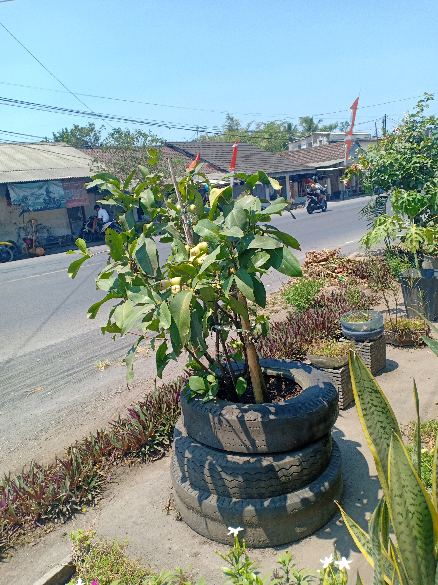 In Jarit, Indonesia, on a sunny day, a tree with green leaves and light green fruits is planted in a stack of three car tires. The tree is positioned on a sidewalk next to a paved road. On the road, a person rides a motorcycle and another person is seated on a motorcycle parked in front of a building. The building has a light-colored corrugated roof and a banner displaying images of motorcycles and text. Further down the road, there are more buildings and trees. The sidewalk is lined with various plants, including a snake plant to the right of the tree. The sky is clear and blue.