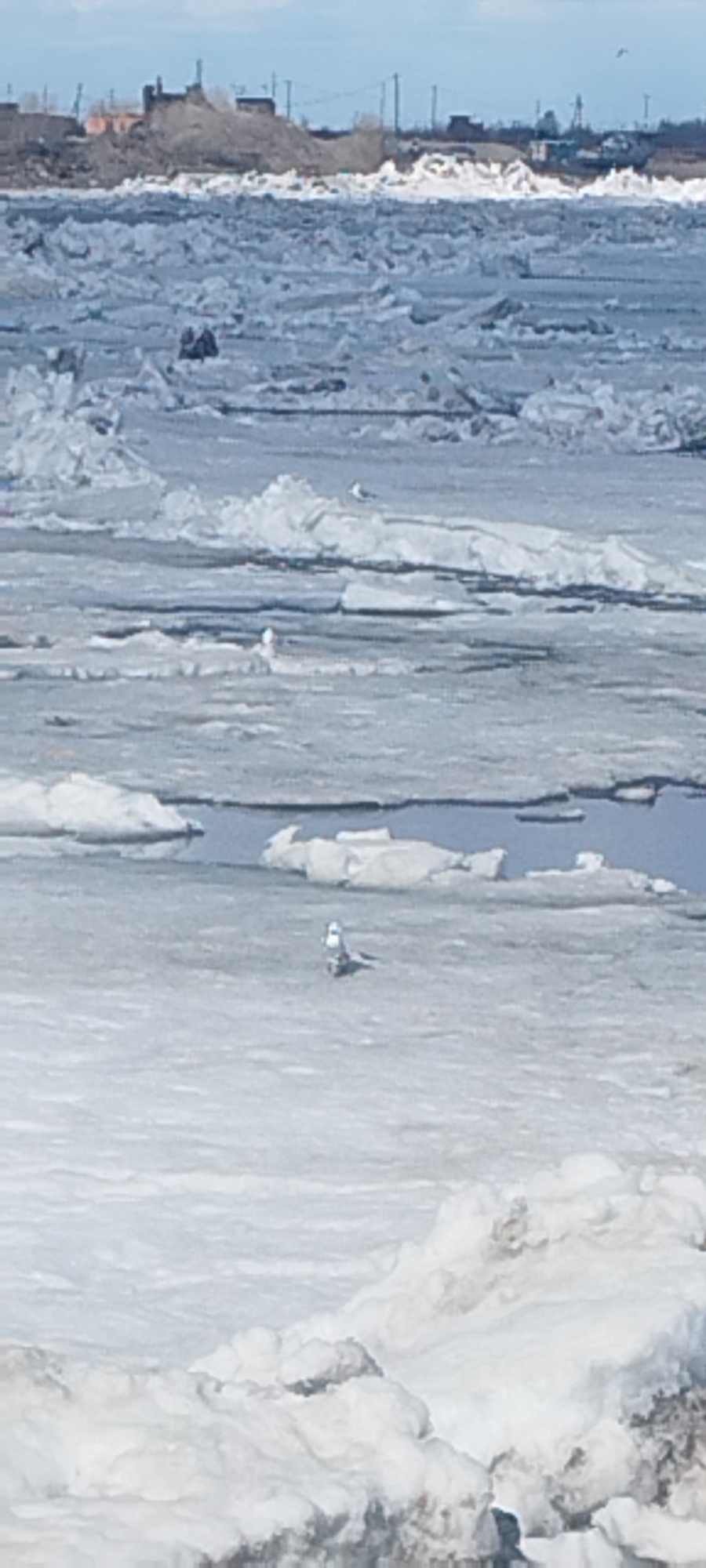 The image shows a winter landscape in Yakutsk, Russia. The foreground and middle ground are dominated by a frozen river, likely the Lena, with numerous ice floes of various sizes. Two birds, likely gulls, are standing on the ice. The background features the city skyline, characterized by industrial structures and low-rise buildings under a blue sky. The overall impression is a cold, icy, urban winter scene.