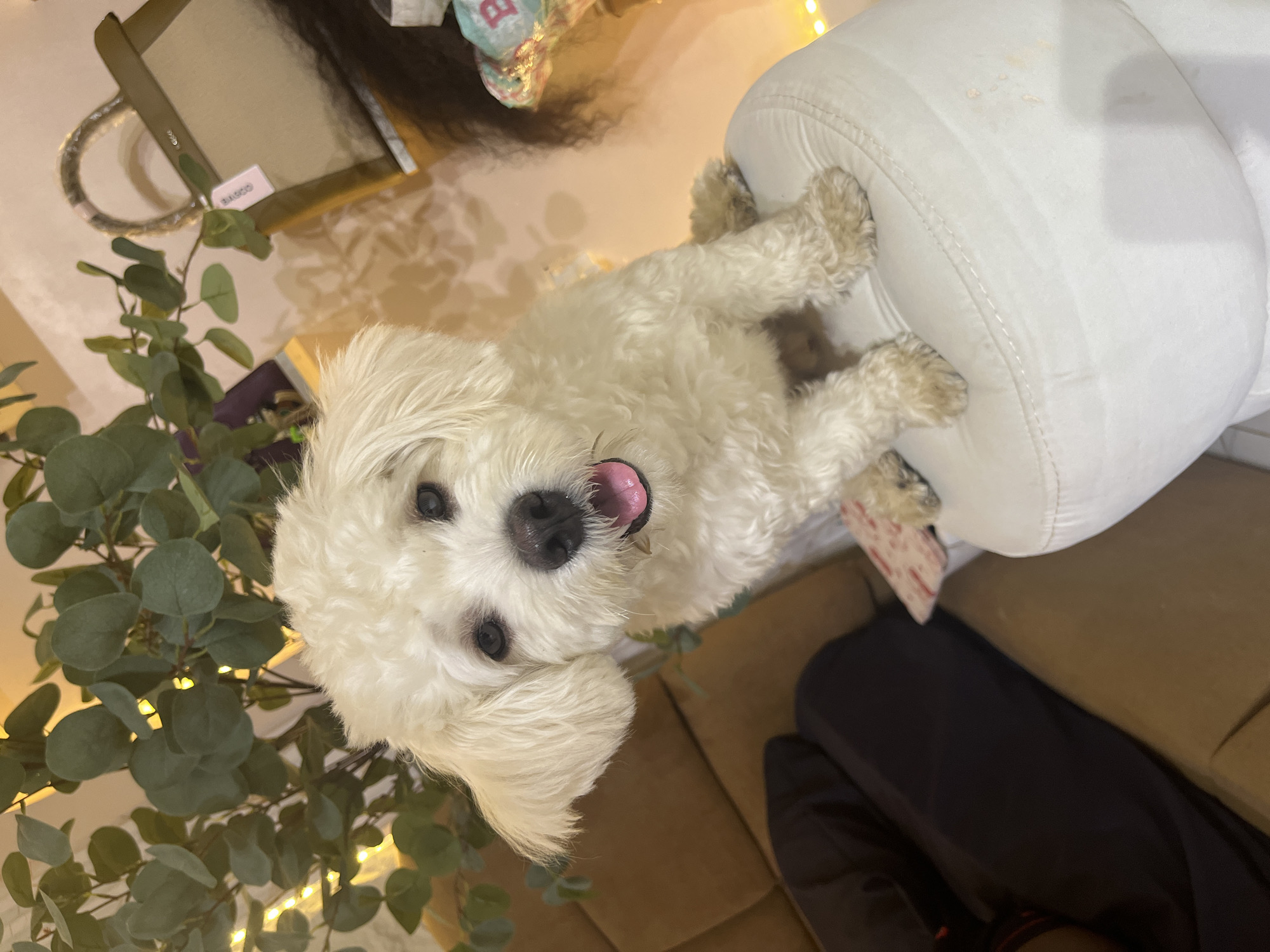 A small, white, fluffy dog with dark eyes and an open mouth sits on a white ottoman. The dog is facing the camera and appears to be panting. In the background, there is a potted plant with large green leaves, illuminated by warm, yellow lights. To the right of the dog, a tan handbag with a plastic wrap on its handle is visible, along with a light pink tag. Further to the right, there is a blurry object with colorful patterns and letters. A portion of a brown couch is visible on the left side of the image, with a dark navy blue cushion placed on it. The overall setting appears to be indoors, in a well-lit room, possibly a living room or a display area, with a relaxed and cozy atmosphere. The location is not specified in the image.