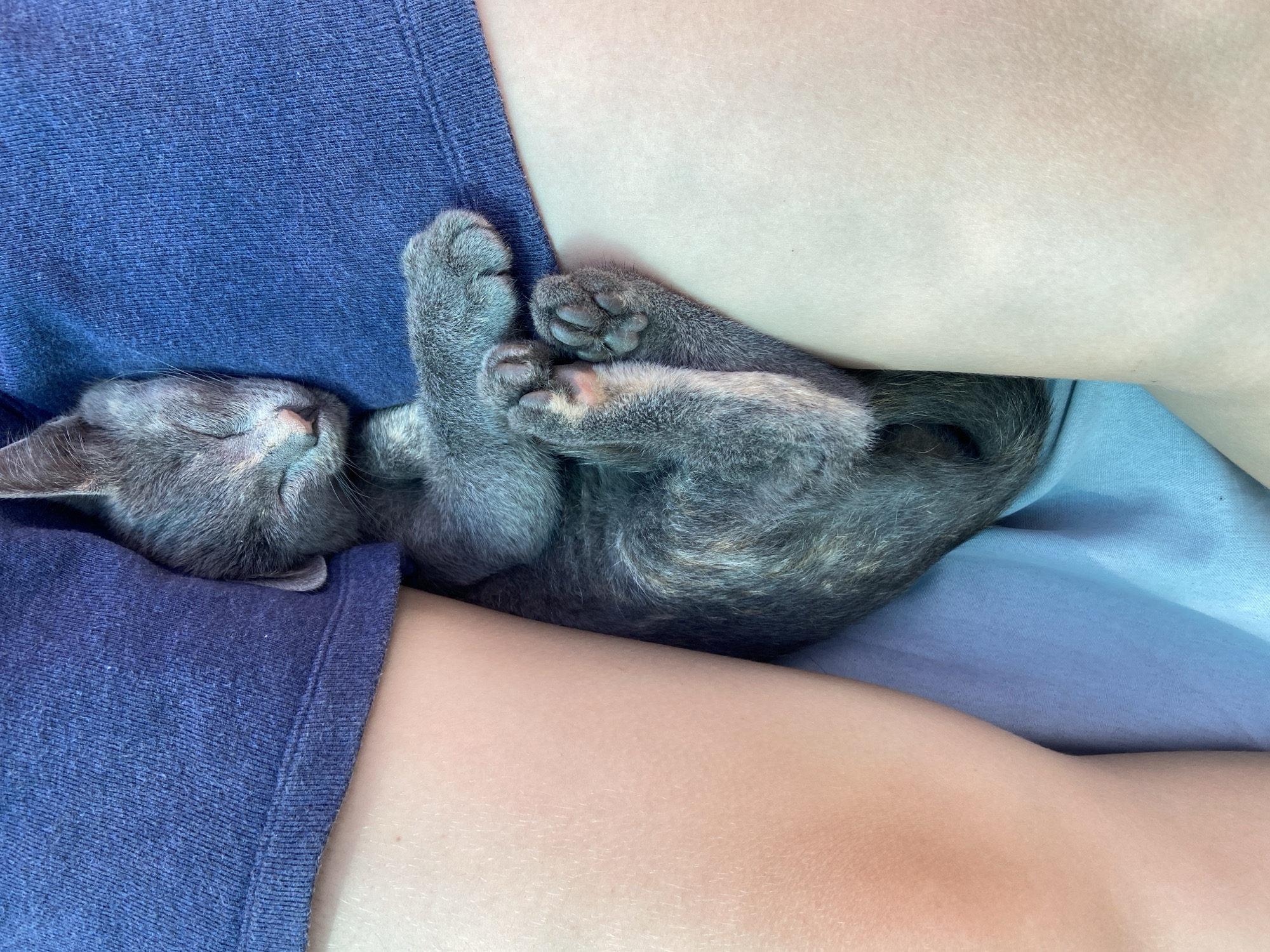 A very young, grey kitten is sleeping curled up on a person's lap. The kitten's eyes are closed, and its paws are tucked underneath its body. The person is wearing a blue t-shirt. The background is a soft blue fabric. The scene is indoors.