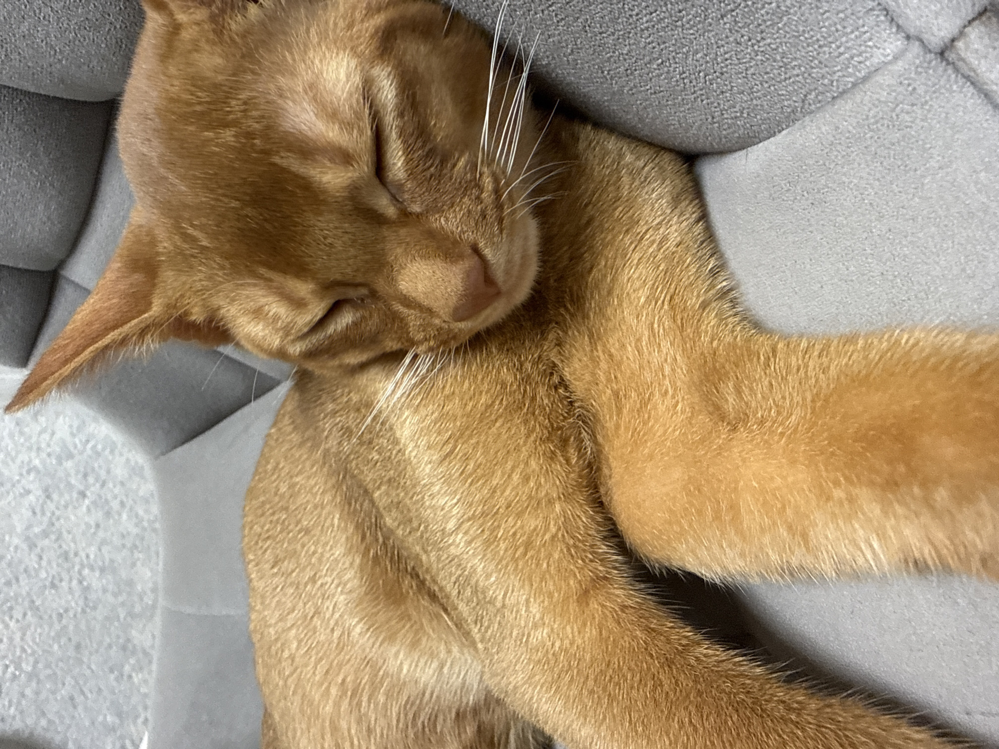 An orange cat is sleeping peacefully in a gray cat bed. The cat is lying on its side, with its eyes closed and its paws tucked in. Its fur is a warm, golden orange, and its whiskers are long and white. The cat bed is made of soft, plush material and is contoured to support the cat's body. The background is a blurry gray, suggesting that the photo was taken indoors. There is no indication of the specific location within Stary Oskol, Russia.