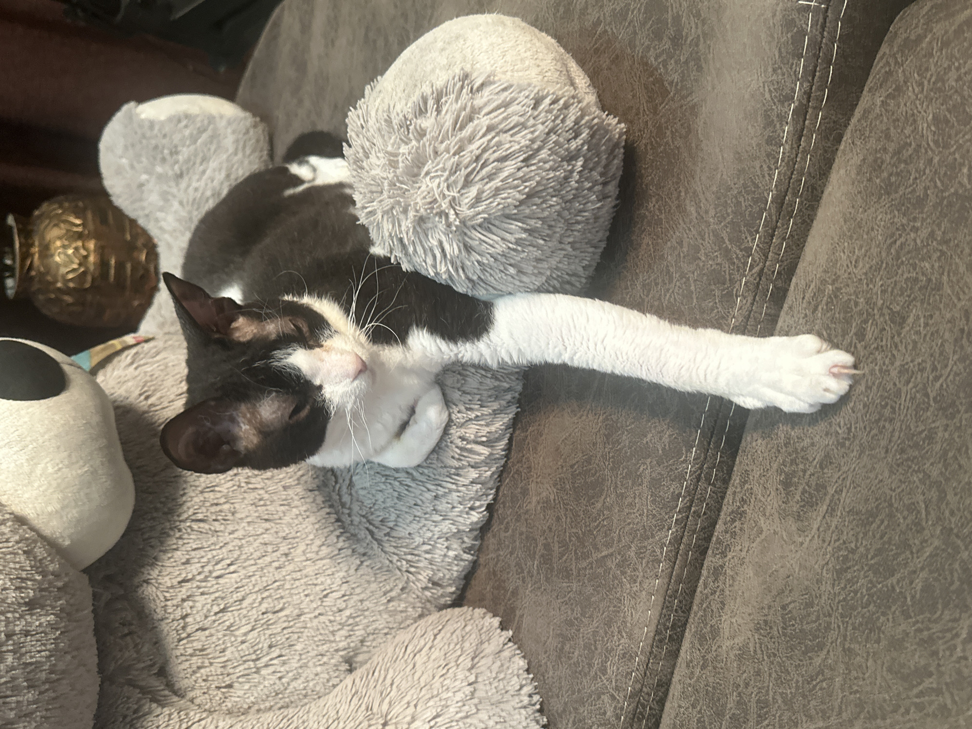 A black and white cat with curled whiskers rests on a grey plush sofa. The cat's head is turned to the right, its eyes are partially closed, and its front paws are crossed. The cat's left hind leg is extended forward and resting on a grey plush pillow. To the left of the cat is a large grey stuffed bear. Behind the cat and bear is a dark brown curtain. On a shelf behind the cat is a golden vase. The image is taken from a medium-high angle. This scene is located in Sayanogorsk, Russia.