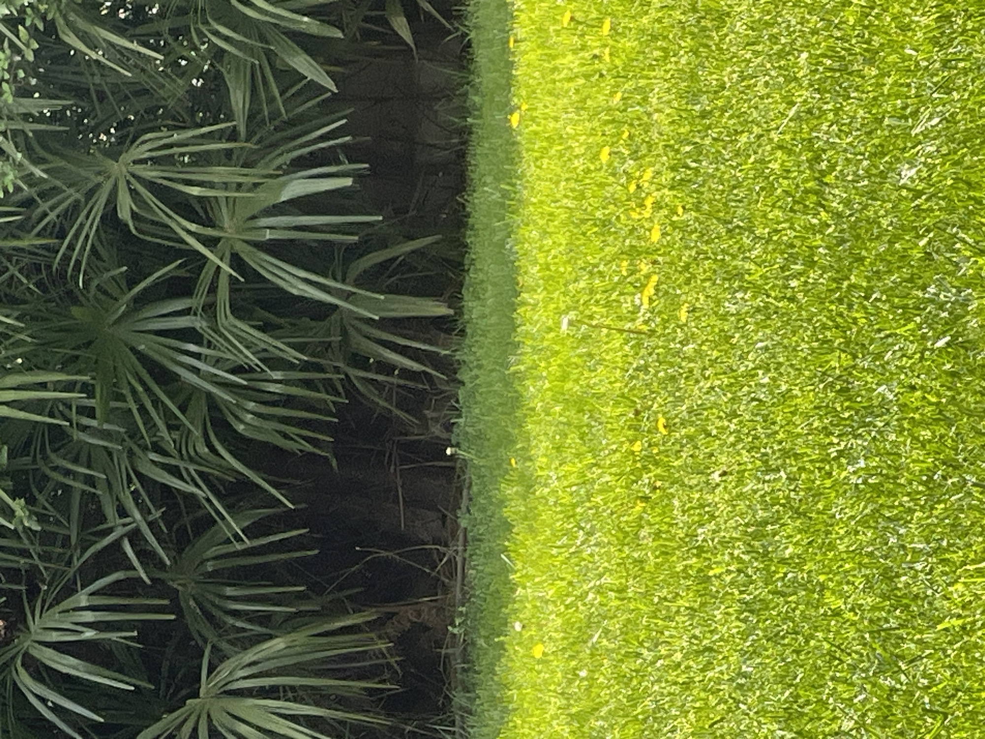The image shows a sharp division between two distinct environments. On the left, there's a dense collection of palmetto-like plants casting deep shadows, suggesting a somewhat wild or unkempt area. On the right, a manicured expanse of green grass dominates, dotted with small yellow flowers or debris. The transition is abrupt, indicating a deliberate boundary maintenance, such as the edge of a lawn. It's impossible to discern the specific location in Burgas, Bulgaria, without additional information.