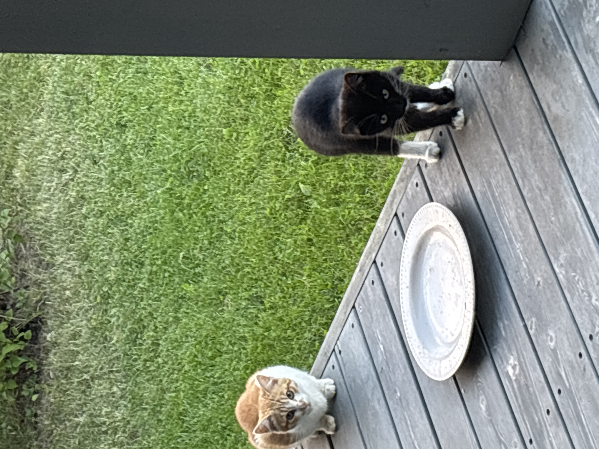 A medium shot captures two domestic cats on a wooden deck, with a grassy area and foliage in the background. The cat on the left is orange and white, crouched low and looking forward. The cat on the right is black with white paws and chest, standing and looking directly at the camera. A white plate is visible on the deck between the cats. The scene appears to be an outdoor residential setting, possibly a backyard or porch. No specific landmarks or indicators place this scene within the city of Zvenigorod, Russia.
