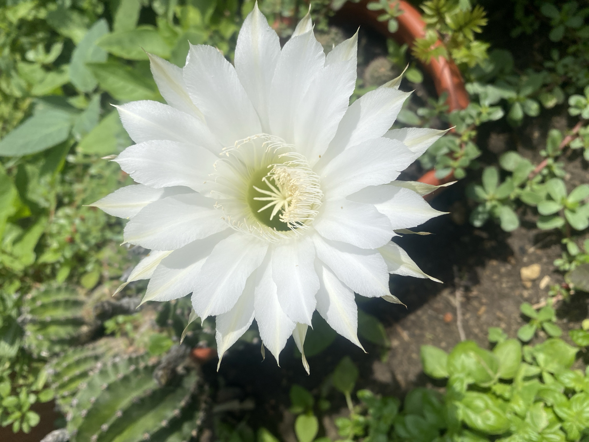 The image shows a close-up of a large, white cactus flower in full bloom. The flower has numerous delicate petals that are white with hints of yellow and green at their base, and a prominent central stamen structure. The background is blurred but shows lush green foliage and what appears to be other cacti. The lighting suggests it is daytime, with sunlight illuminating the flower. The scene is naturalistic, likely outdoors in a garden setting. There are no people or specific urban landmarks visible. The provided location "Oktiabrskaya, Russia" is not visually verifiable from the image content.