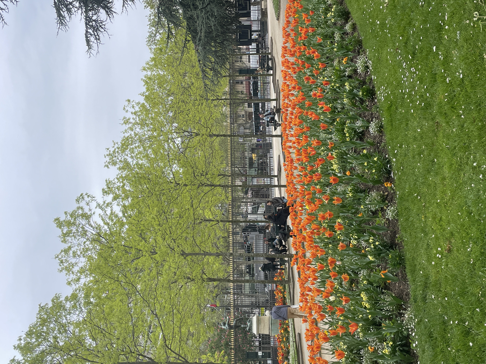 The image depicts a park scene in Paris, France. A bed of orange tulips lines the right side of the frame, bordering a green lawn dotted with small white flowers. To the left of the tulips, a wrought-iron fence runs along the park's perimeter, separating the floral display from a paved walkway where people are sitting on benches. Trees with fresh green leaves line the walkway. A few pedestrians are visible, some seated on benches within the park, others strolling along the path. The sky is overcast, suggesting a soft, diffused light. In the background, buildings and more trees can be discerned behind the fence. A statue is visible at the far end of the walkway.