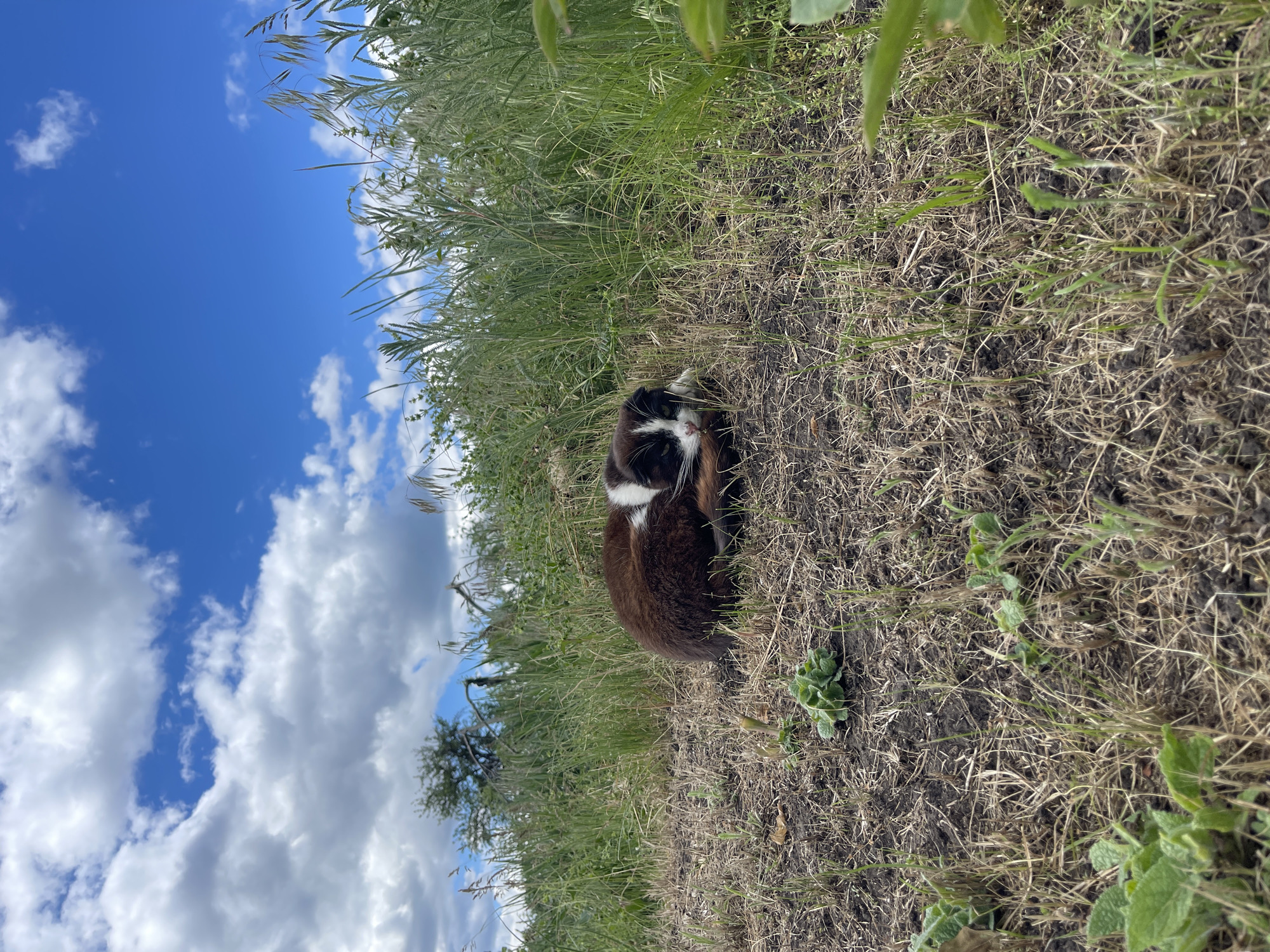 A curled-up brown and white cat rests in a field of tall grass and dry vegetation under a blue sky with puffy white clouds. The location is Popasne, Ukraine. A lone tree is partially visible in the lower left corner of the frame. Some green plants and brown, dried grass are on the ground.