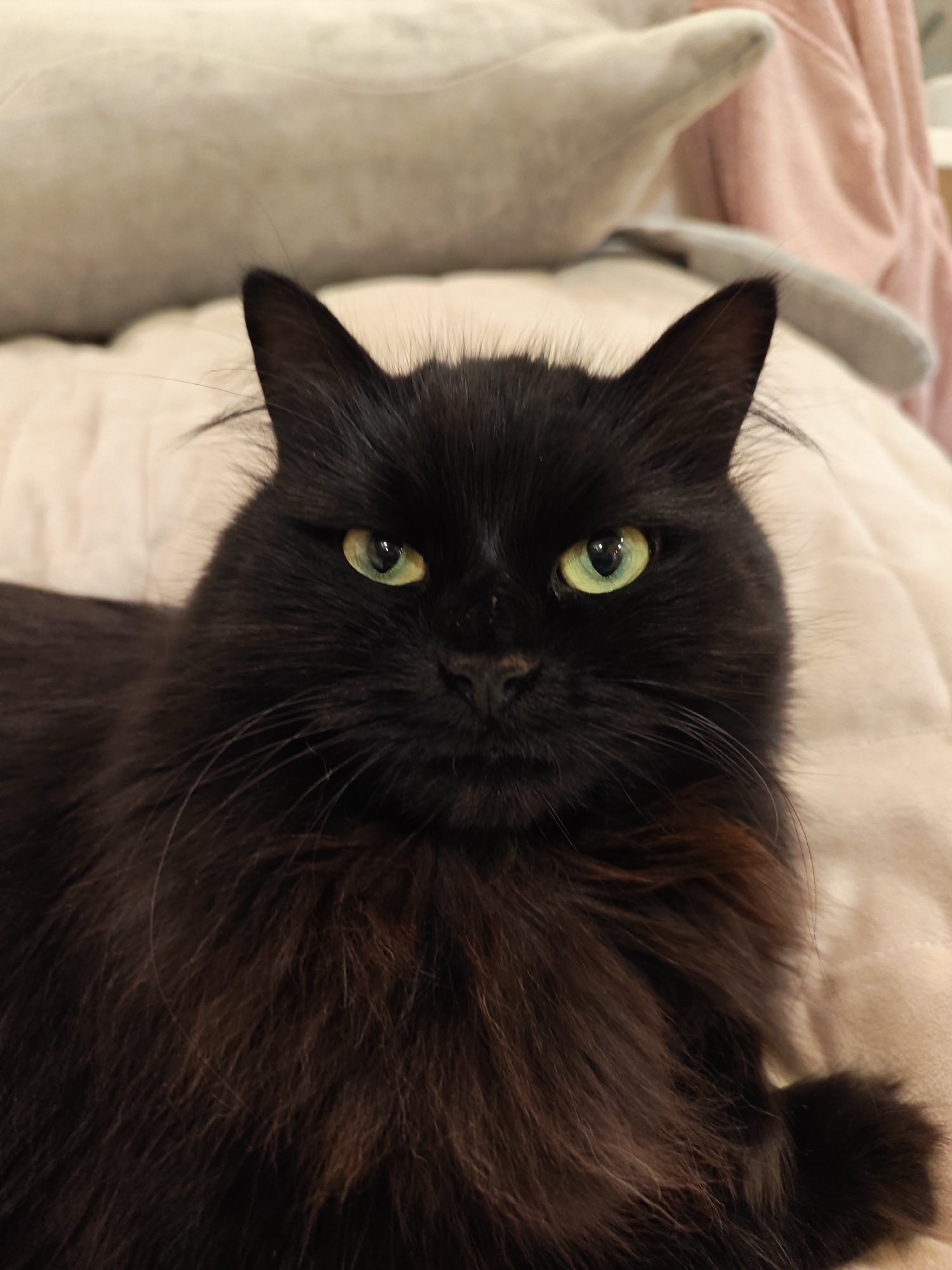 The image is a close-up, head-on portrait of a long-haired black cat with striking green eyes. The cat is positioned in the center of the frame, and its gaze is directed forward, looking directly at the camera. Its fur appears fluffy and dense, with subtle hints of brown or reddish undertones visible in certain areas, particularly on its chest and around its neck. The cat is lying down on a soft, textured surface that appears to be a light-colored blanket or pillow. In the blurred background, there are hints of other soft objects, possibly cushions or a piece of clothing, in muted colors of beige and pink. There is no indication of the city of Bataysk, Russia, or any specific location within a city. The scene is indoors and appears to be a domestic setting.