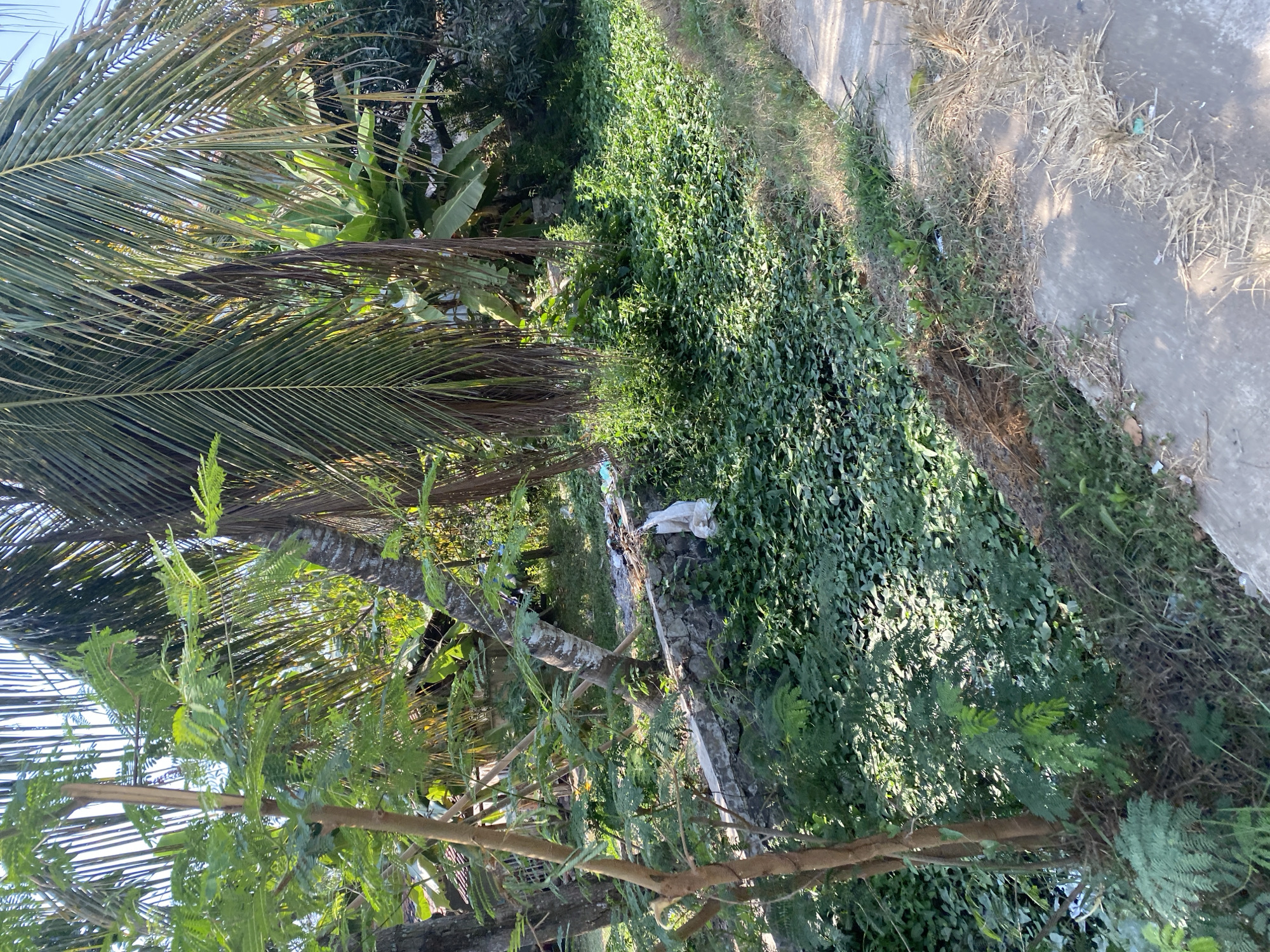 The image depicts a sun-drenched outdoor scene, likely in Karawang, Indonesia, characterized by lush greenery and evidence of human presence. In the foreground, a paved pathway runs along the right side of the frame, bordered by dry grass and some scattered debris.
Dominating the left and center of the image is a dense area of green vegetation, appearing to be a low-lying ground cover with larger plants and trees interspersed. A distinctive feature is a low, rough-hewn stone wall running horizontally across the middle ground, supporting the elevated bank on the left. On top of this wall, a white plastic bag is visible, suggesting discarded waste.
Behind the wall, the vegetation continues, with larger trees, including what appear to be palm trees with their characteristic fronds, forming a dense canopy. The sunlight filters through the leaves, creating dappled patterns on the ground. In the background, hints of buildings with tiled roofs can be discerned through the foliage, indicating proximity to a settlement. The overall impression is one of a semi-rural or residential area with a significant amount of natural growth and some visible signs of littering.