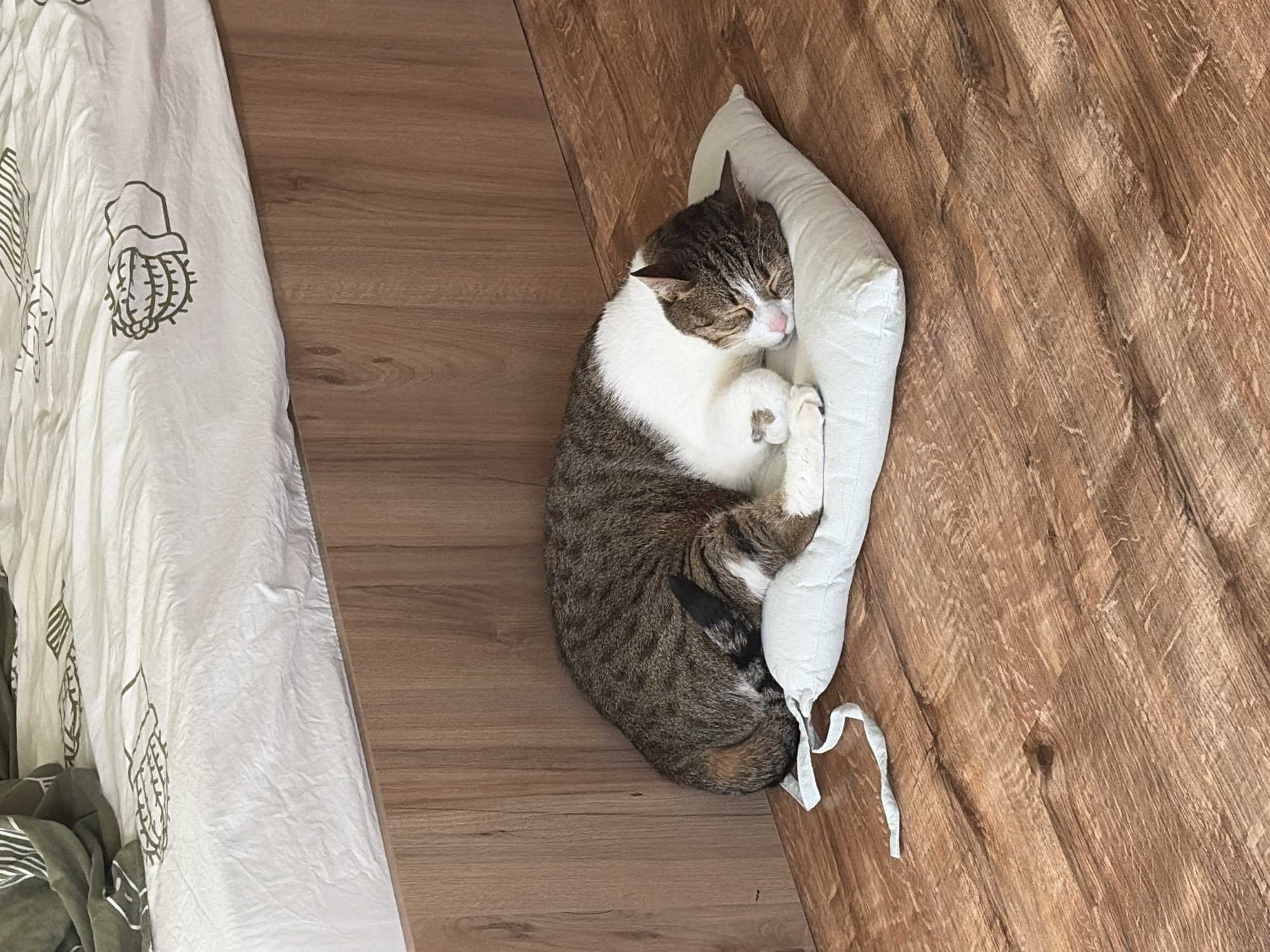 A domestic cat is seen sleeping peacefully in an indoor setting, likely a bedroom or living area, bathed in bright, natural light. The cat, with a distinctive tabby and white fur pattern, is curled up tightly on its side, nestled into a small, light-colored cushion or pillow. Its eyes are closed, and a soft pink nose is visible. The cat's body is primarily brown and grey tabby on its back and sides, with a significant portion of white fur on its chest, belly, and paws. One front paw is tucked under its chin, and its tail is wrapped around its body.
The cat is resting on a light brown wooden floor with visible grain patterns. To the left of the cat, a white piece of fabric, possibly bedding or a sheet, is draped. This fabric is crumpled and features dark green, outlined patterns that resemble cacti or succulents. One distinct pattern shows a cactus wearing a small hat. The small pillow the cat is sleeping on appears soft and has thin, light-colored ties visible at one end. The overall scene conveys a sense of calm and comfort. There is no visible text in the image.