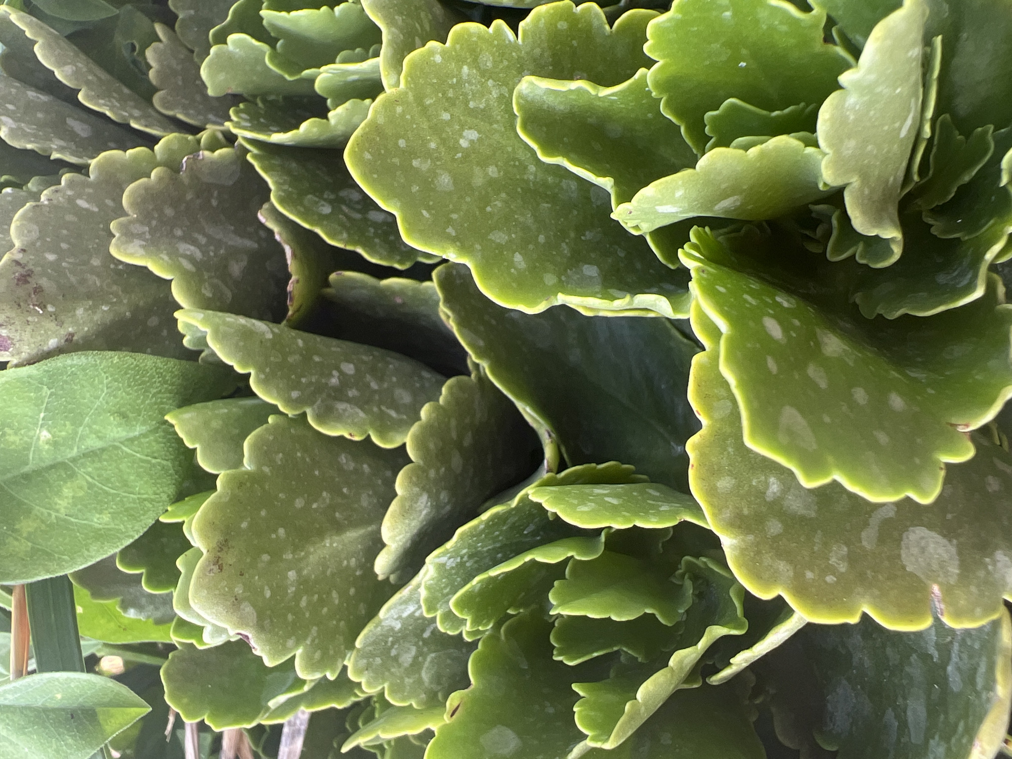 This media file is a close-up photograph of a plant with numerous green leaves. The leaves are rounded with scalloped edges and have a somewhat waxy appearance. Many of the leaves display lighter green or whitish splotches. The lighting suggests it is daytime, possibly outdoors. There are no people, text, or specific location cues visible within the frame, though the context provided places it in the Hof HaCarmel Regional Council, Israel. The overall impression is a detailed, naturalistic view of a plant's foliage.