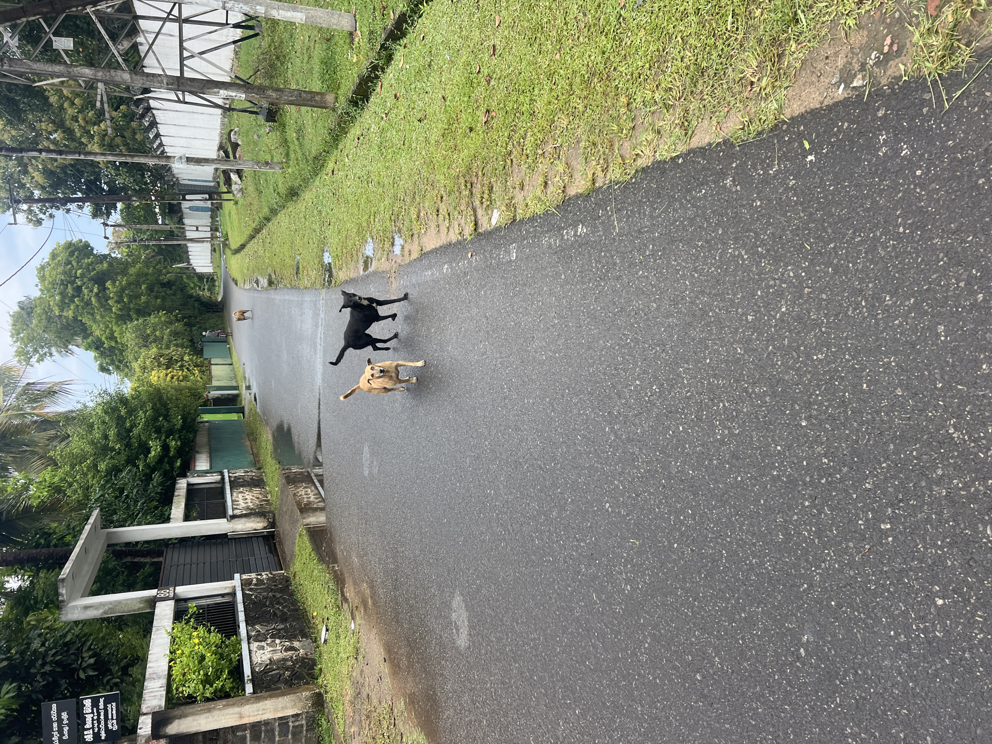 The image depicts a wet asphalt road in Boossa, Sri Lanka, with a drainage ditch and lush green grass on the right side. Two dogs are visible on the road: a tan dog in the foreground and a black dog slightly behind and to its right. The tan dog is facing forward and to the right, while the black dog is facing forward and to the left. In the background, a person on a bicycle is seen further down the road, and a white fence with an overhead structure lines the right side of the street. The environment suggests a tropical climate, with mature trees and foliage surrounding the area. The presence of puddles on the road indicates recent rainfall. The scene captures a quiet moment on a residential street.