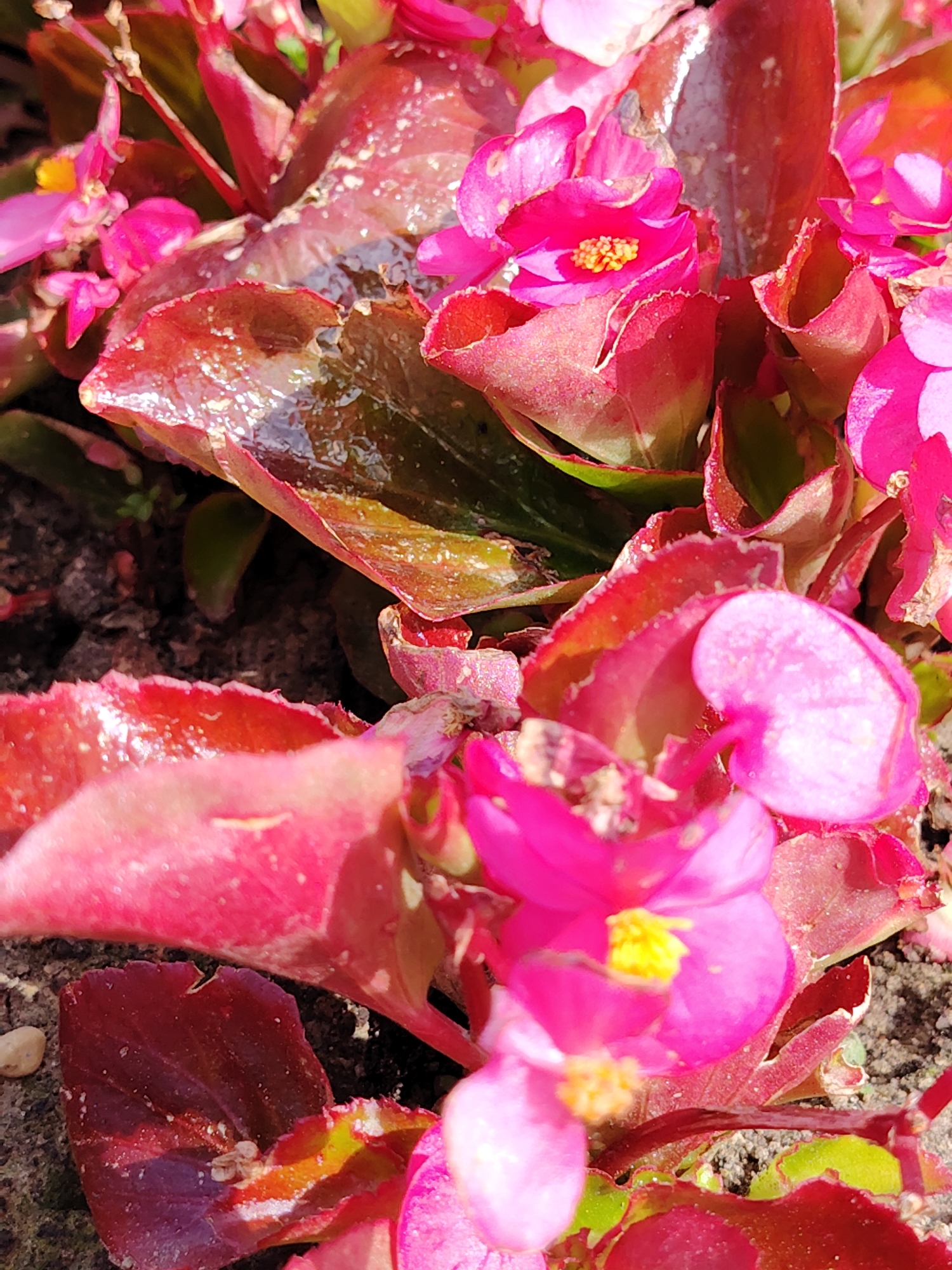 This is a close-up, eye-level photograph capturing a vibrant cluster of flowering plants. The primary subjects are several pink flowers and distinctive red-bronze leaves.
The flowers are a vivid fuchsia or hot pink, with multiple petals and small, bright yellow anthers visible in their centers, particularly prominent on the in-focus blossoms. Some flowers are fully open, while others appear as buds or slightly blurred in the foreground and background.
The foliage consists of broad, textured leaves, predominantly a deep red or bronze color, with hints of green visible, especially on the undersides and edges. Several leaves exhibit a glossy or wet appearance, reflecting the bright sunlight and suggesting they might be damp from water or dew. Small, light-colored specks are visible on the surface of some leaves, possibly dust or dried water residue.
The plants are rooted in dark, loose soil, which can be seen in the gaps between the leaves and flowers, especially in the background. The lighting is bright and natural, indicative of a sunny day, creating strong highlights and enhancing the saturation of the colors. No specific activity or event is taking place beyond the natural growth of the plants. The scene conveys a sense of natural beauty and vibrancy. No text is visible in the image.
The setting is an outdoor garden or flower bed, located in Minsk, Belarus.