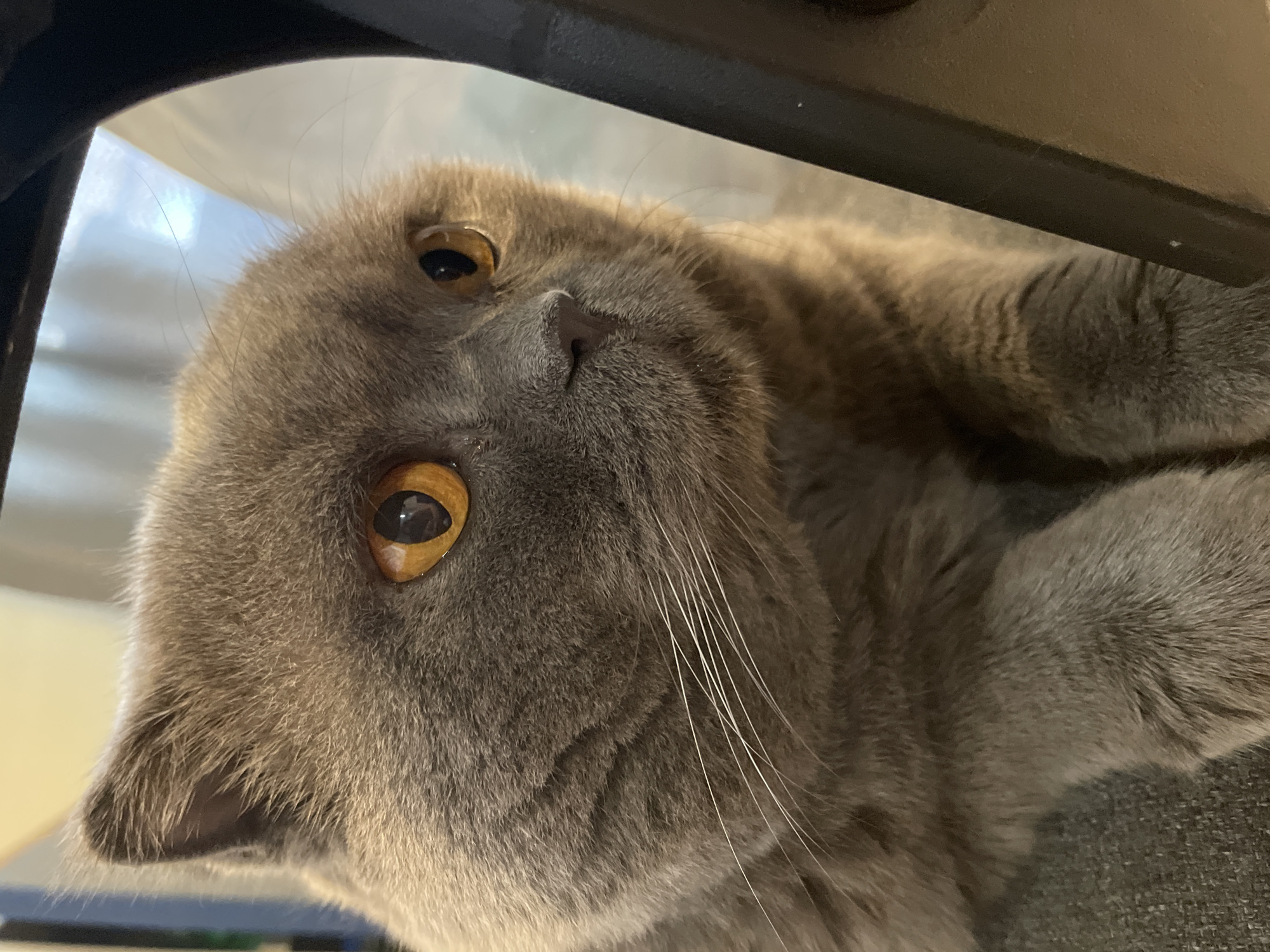 A close-up, eye-level, indoor shot shows a British Shorthair cat with grey fur and bright orange eyes looking to the right. The cat's head and front paws are visible, and it appears to be resting on a textured grey surface. The background is softly blurred, with hints of light and a dark vertical object on the right side, possibly a piece of furniture. The lighting is warm and natural, highlighting the cat's features. The image is located in Unknown, Unknown.