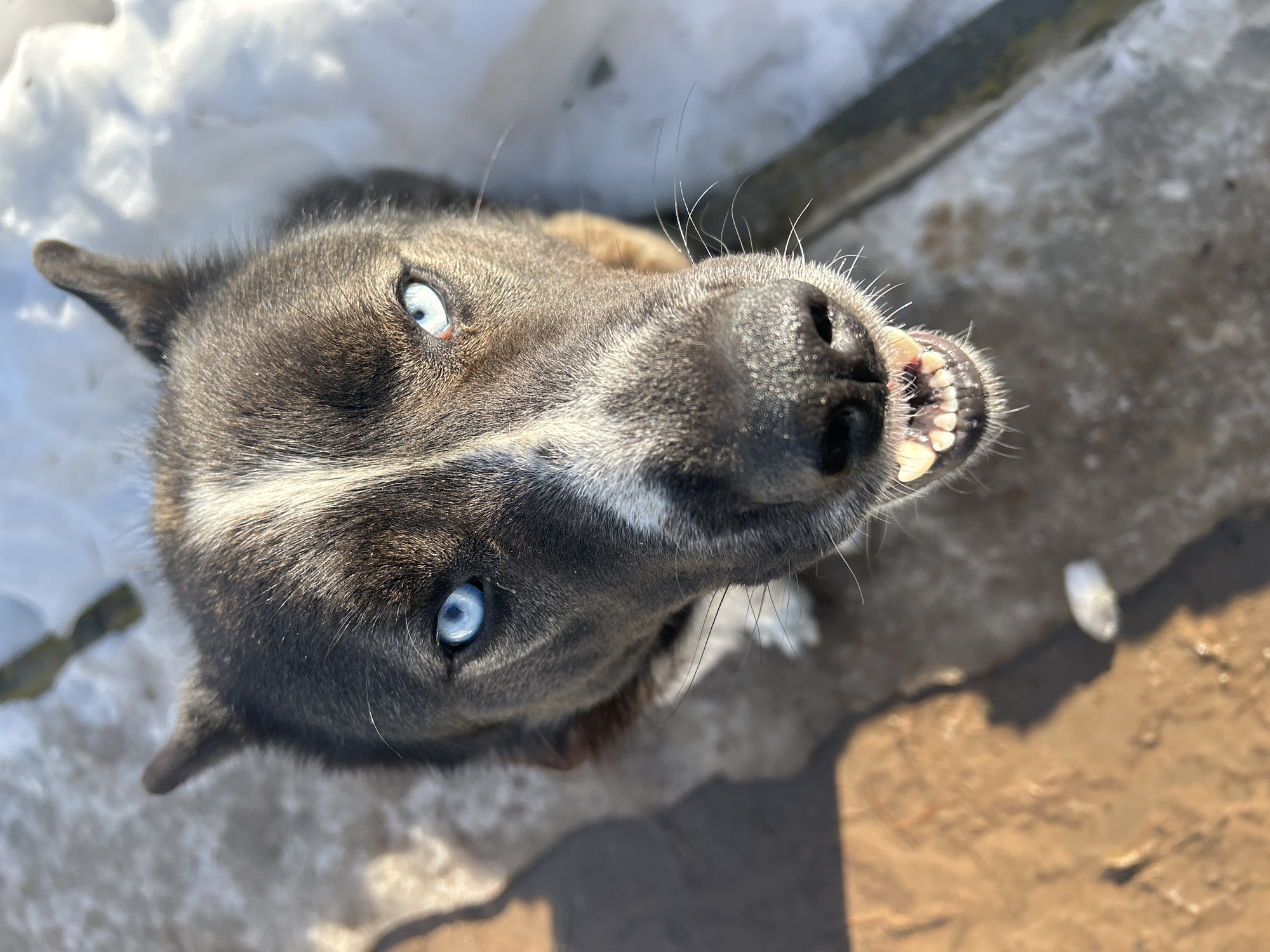 An upward-looking, head-on forensic shot depicts a dog, possibly a Husky or Husky mix, in the city of Фоки, Russia. The animal features piercing blue eyes and bi-colored fur, predominantly dark brown/black with a white stripe on the forehead and white markings on its muzzle and chin. Its erect ears are visible. The dog's mouth is slightly agape, exposing its upper and lower white teeth (canines and incisors) and pink gums. A segment of a reddish-brown collar is discernible around its neck. The ground beneath the dog consists of both reddish-brown earth or concrete, illuminated by direct sunlight on the left, and patches of snow and ice on the right and in the background, indicative of an outdoor winter environment.