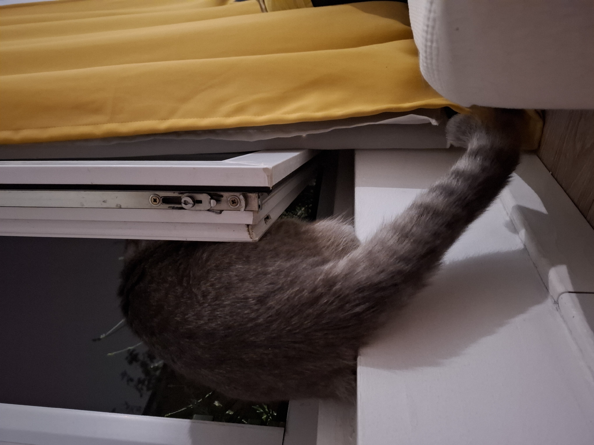 A gray and brown tabby cat is depicted in a curious and somewhat precarious position, attempting to navigate a partially open window. The cat's back, hind legs, and long, fluffy tail are visible, suggesting it is either trying to squeeze through the narrow gap of the tilted window or is already partly outside. Its body appears to be mostly outside, while its tail extends into the room.
The window frame is white and modern, featuring a visible metal latch and screws, indicating a tilt-and-turn window mechanism. Above the window, a bright yellow curtain or fabric, possibly a blind or cushion, is draped, adding a pop of color to the indoor setting. The room's interior also features a white wall or window sill.
Beyond the window, the outdoor environment is dark, implying it is nighttime. Faint, blurred outlines of foliage or branches can be seen against the dark background. The scene suggests a moment of feline curiosity and exploration in a domestic indoor setting, under artificial lighting. No text is visible in the image.