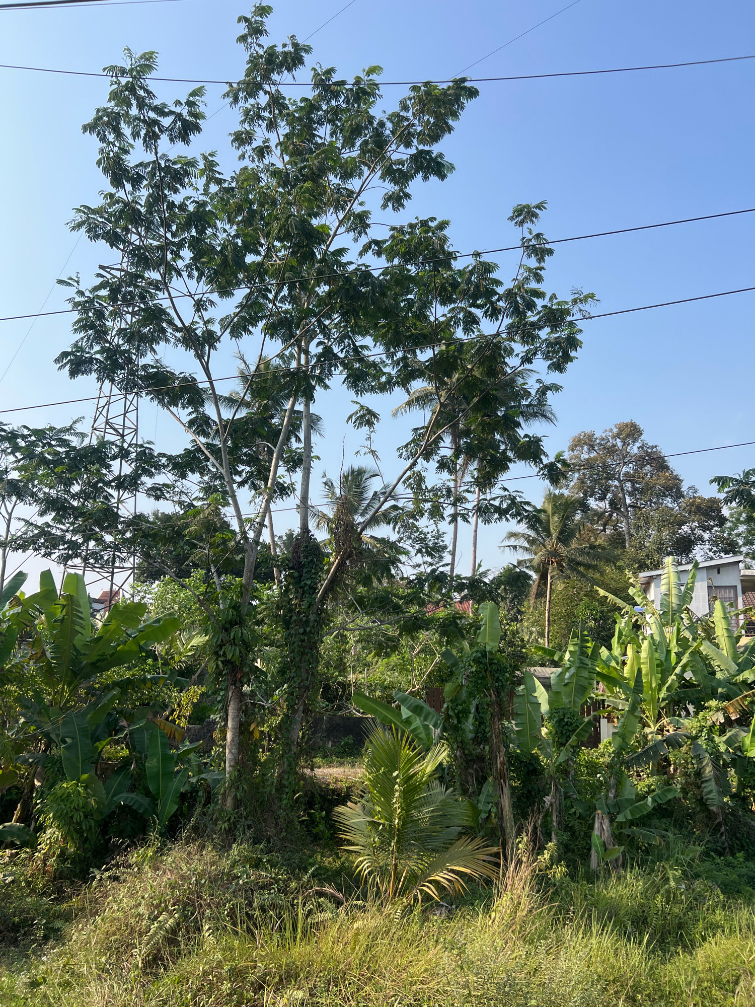 The image depicts a lush, tropical environment in the city of Tempel, Indonesia, under a clear blue sky. In the foreground, tall grasses and various types of vegetation create a dense undergrowth. Several trees dominate the scene, with broad leaves and entwined vines climbing their trunks. In the mid-ground, banana plants are prominent, their large, green leaves fanning out. Power lines stretch across the upper portion of the frame, intersecting with the clear sky. In the background, there are glimpses of houses, suggesting a rural or semi-urban setting. A tall metal tower, possibly part of an electrical infrastructure, stands to the left of the frame. The overall impression is one of abundant natural growth, characteristic of the Indonesian landscape.