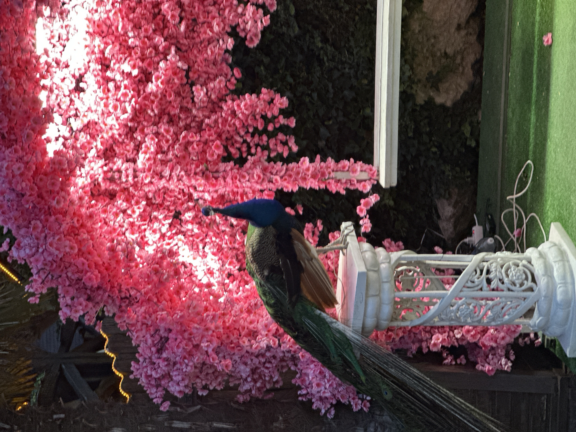 A peacock is perched amongst artificial pink cherry blossoms. The peacock is facing to the left, its body partially obscured by the vibrant pink flowers. Its long, iridescent tail feathers fan out behind it, trailing down towards the bottom of the frame. The background is a dark, leafy green foliage, suggesting an outdoor or heavily decorated indoor setting. To the right of the peacock, a white ornate pillar with intricate carvings is visible. The pillar is connected by a white rope, and a white power strip with cables is attached to it. A patch of green artificial grass is also visible to the right of the pillar. The scene appears to be an event decoration, possibly a wedding or a themed party, given the abundance of artificial flowers and the elaborate setup. The lighting suggests it could be evening or an indoor setting with artificial lights illuminating the flowers. There is no visible text in the image.