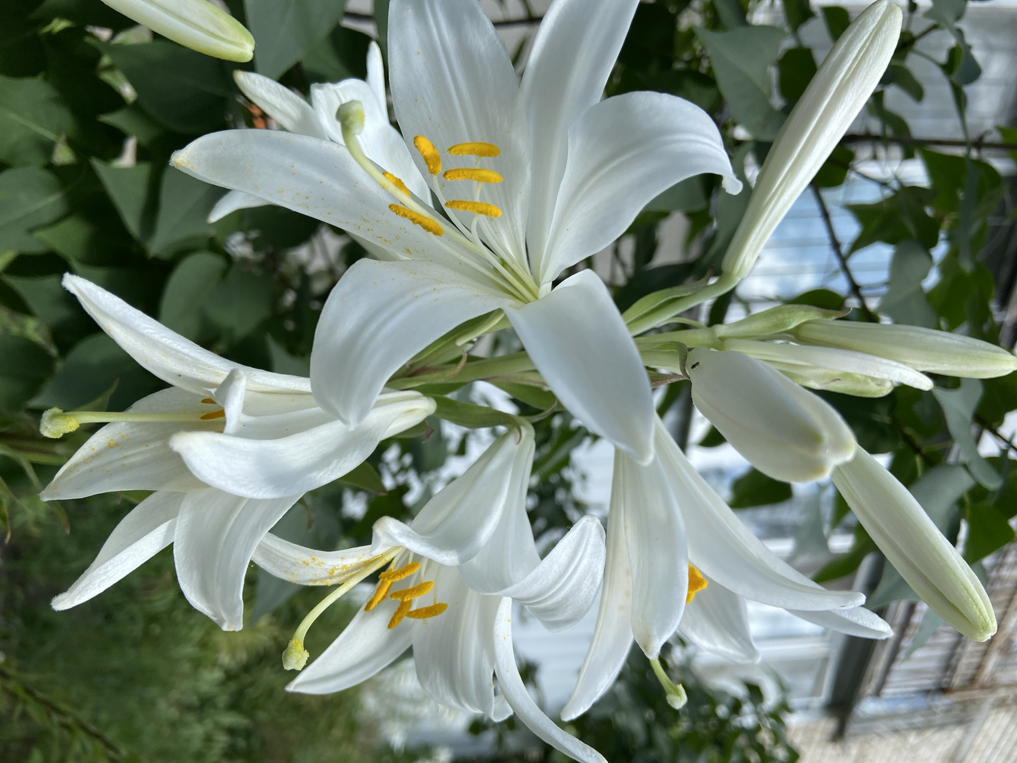 A cluster of white lilies with yellow stamens is in full bloom against a blurred background of green foliage and a building. The lilies are prominently displayed, with several flowers open and others in bud. The sunlight highlights the delicate texture of the petals and the vibrant color of the stamens. The overall scene evokes a sense of natural beauty and tranquility.