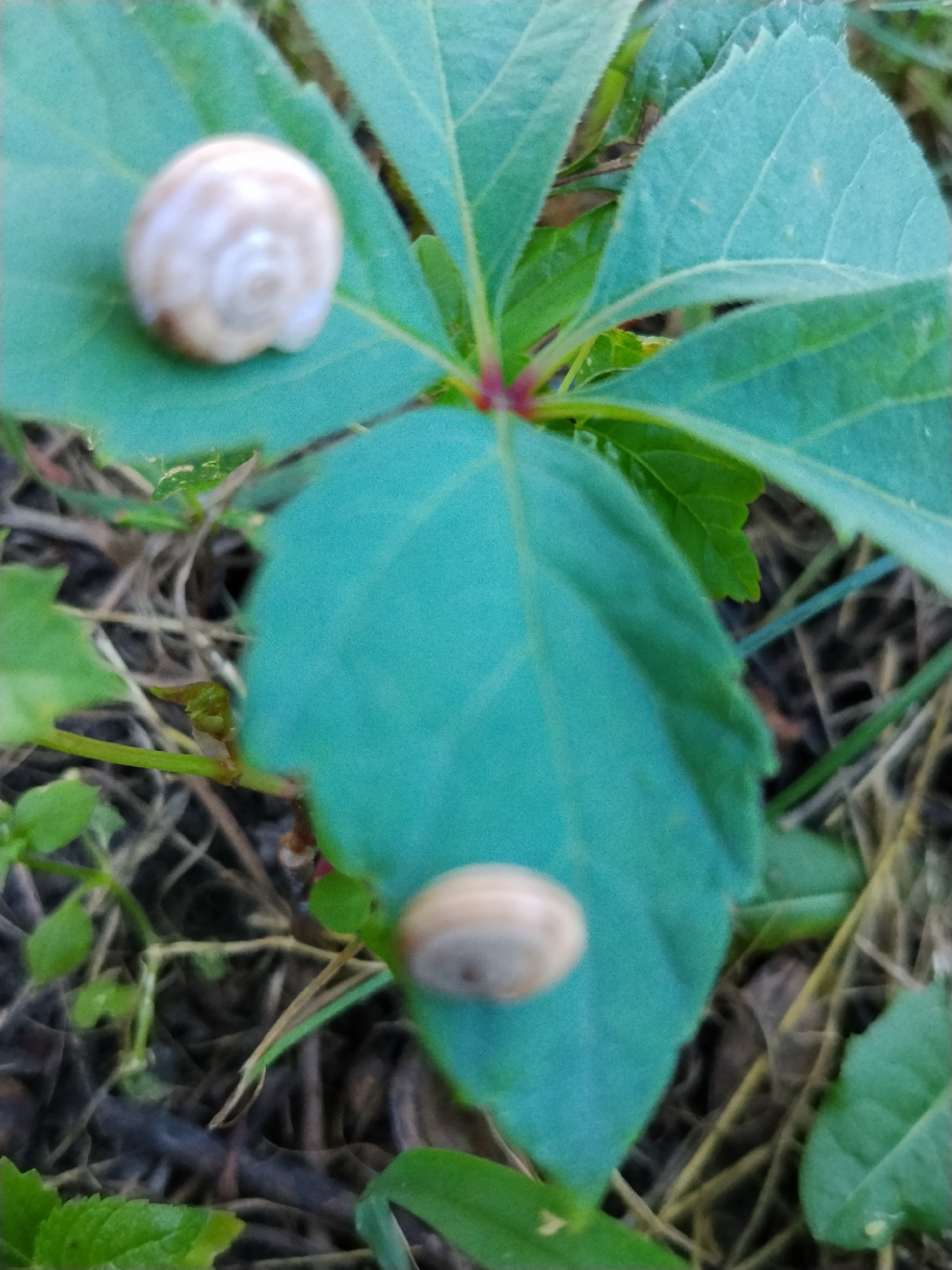 Two small, light-colored snails are positioned on the leaves of a green plant, with the focus on the snails and the surrounding foliage. The snail in the upper left is on a leaf that is tilted upwards, displaying its spiral shell. The second snail is on a larger, lower leaf, appearing slightly more elongated. The plant's leaves are a vibrant teal-green, with visible veins. The background consists of dry grass and dark soil, suggesting an outdoor environment. The overall lighting is natural and diffused. There are no people or man-made structures visible in the image. The scene depicts a natural close-up of snails on a plant. The location of Hoholeve, Ukraine is not visually represented in the image.