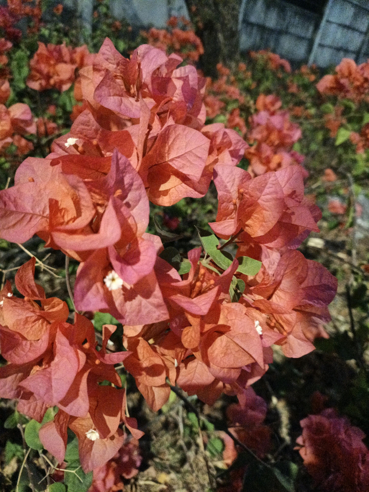 The image is a close-up, eye-level shot of vibrant pink and orange bougainvillea flowers in the daytime. The flowers are in various stages of bloom, with some petals appearing delicate and papery, while others are more tightly furled. Small, white floral structures are visible within some of the larger flower bracts. The foliage is a mix of deep green and the occasional lighter green leaf, interspersed amongst the brightly colored flowers. The background is softly blurred, showing more of the bougainvillea in a garden setting, with hints of darker green leaves and possibly some man-made structures in the upper right, appearing as a gray, possibly corrugated roof. The scene appears to be outdoors, bathed in natural sunlight, which casts subtle shadows on the petals. The overall impression is one of natural beauty and a warm, sunny environment. There are no people or animals visible in the frame.
