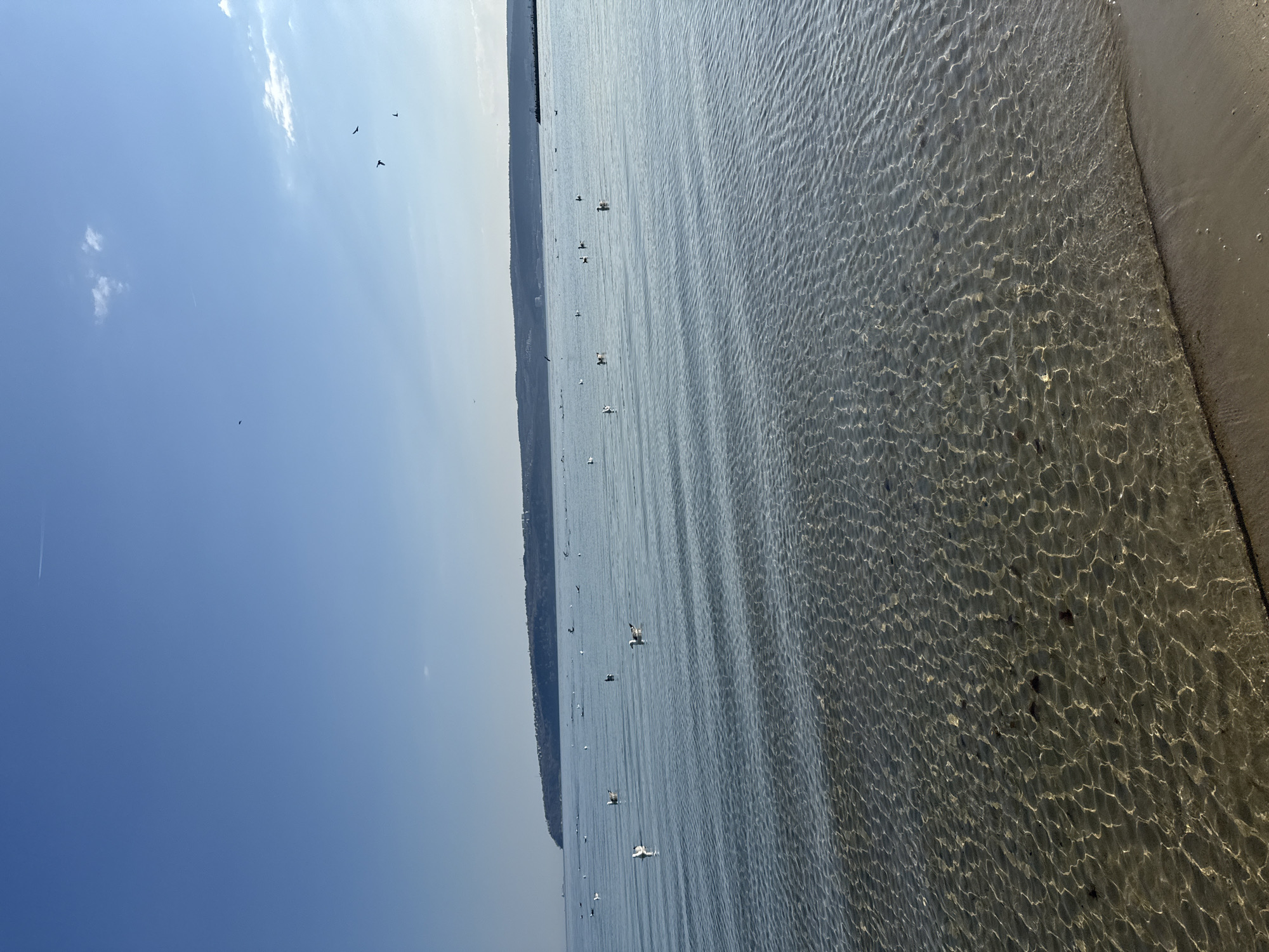 The image shows a beach scene in Varna, Bulgaria. The clear, shallow water meets the sandy shore. In the distance, a forested coastline is visible. Several seagulls are scattered across the water, some in flight and others floating. The sky is blue with scattered clouds. Light ripples and patterns are visible on the seabed. The overall scene depicts a sunny day at the beach.
