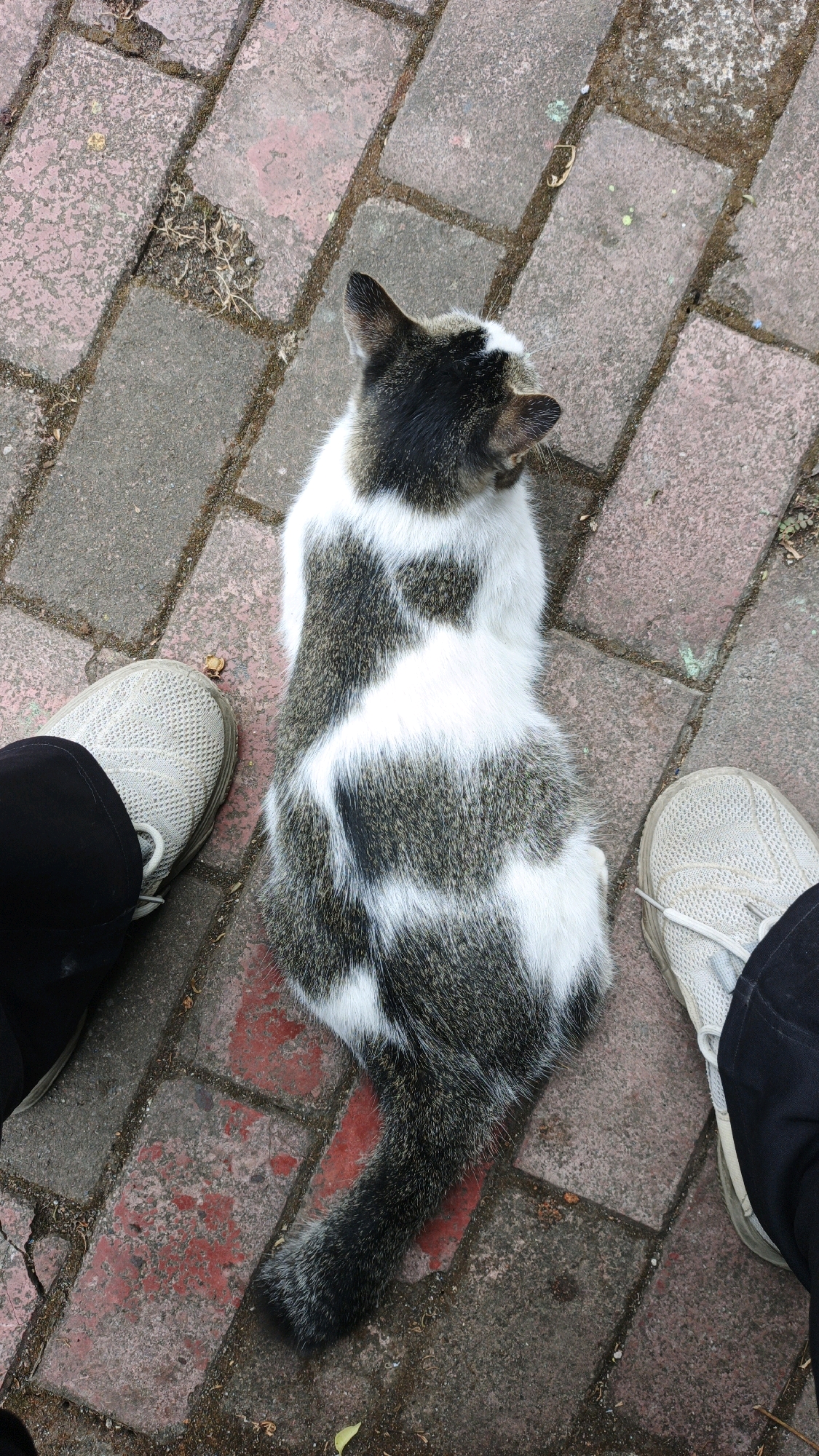An overhead, full shot captures a calico cat sitting on a brick pathway in Desa Karangbenda, Indonesia. The cat is positioned centrally, facing away from the camera and slightly to the right. Its fur exhibits a pattern of white and gray patches. The pathway is constructed from rectangular red bricks with visible grout lines, and scattered debris such as dried leaves and small stones are present on the surface. To the left and right of the cat are the lower legs and feet of two individuals wearing light-colored athletic shoes and dark pants. The lighting suggests an outdoor daytime setting.