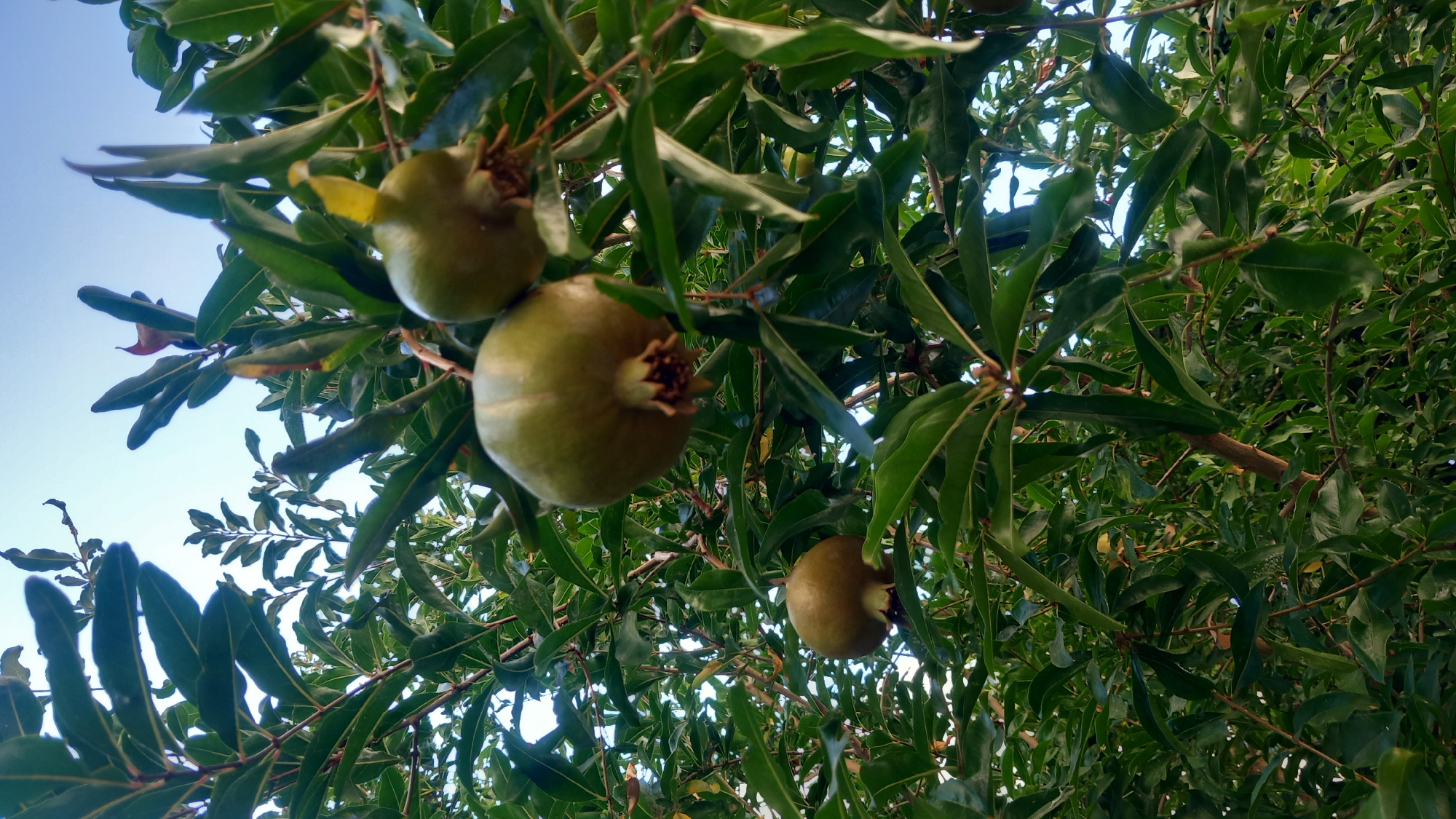 In the city of Kos, Greece, a close-up, low-angle shot captures a pomegranate tree with three young fruits hanging from its branches. The pomegranates are a pale green color, and their leaves are a deep, vibrant green. The sky above is a pale blue, with the sun's light filtering through the foliage. The image is taken in natural light, with no artificial lighting present.