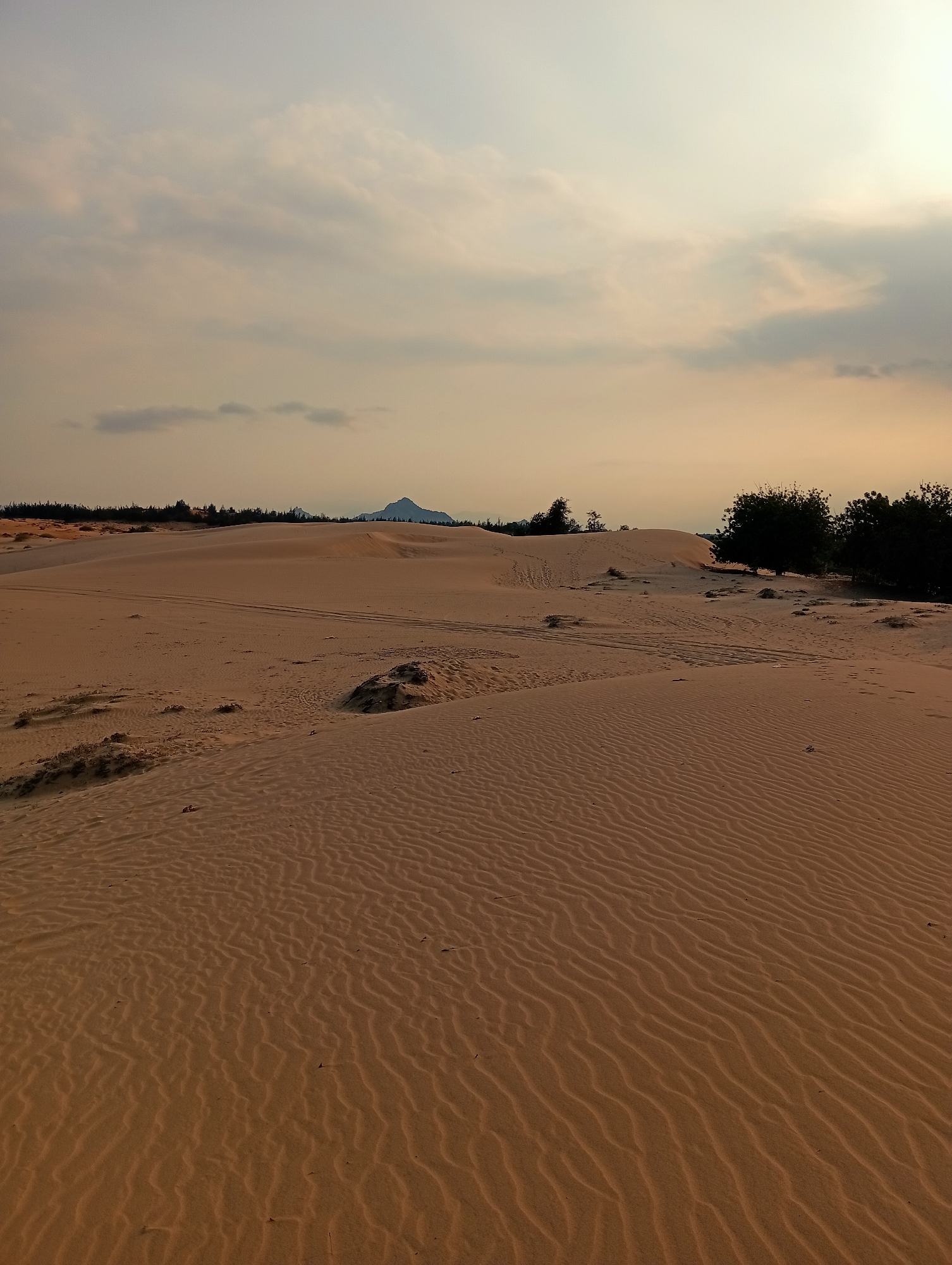The image depicts a desert landscape in Phuoc Dinh, Vietnam, dominated by sand dunes with visible ripple patterns. A distant mountain or large hill is visible in the center, slightly left of the horizon line. There are tracks on the sand, likely from vehicle or foot traffic. Vegetation, including small trees and shrubs, is seen along the right edge and in the distance. The sky is overcast with a muted, warm light, suggesting either sunrise or sunset. There are no people visible.