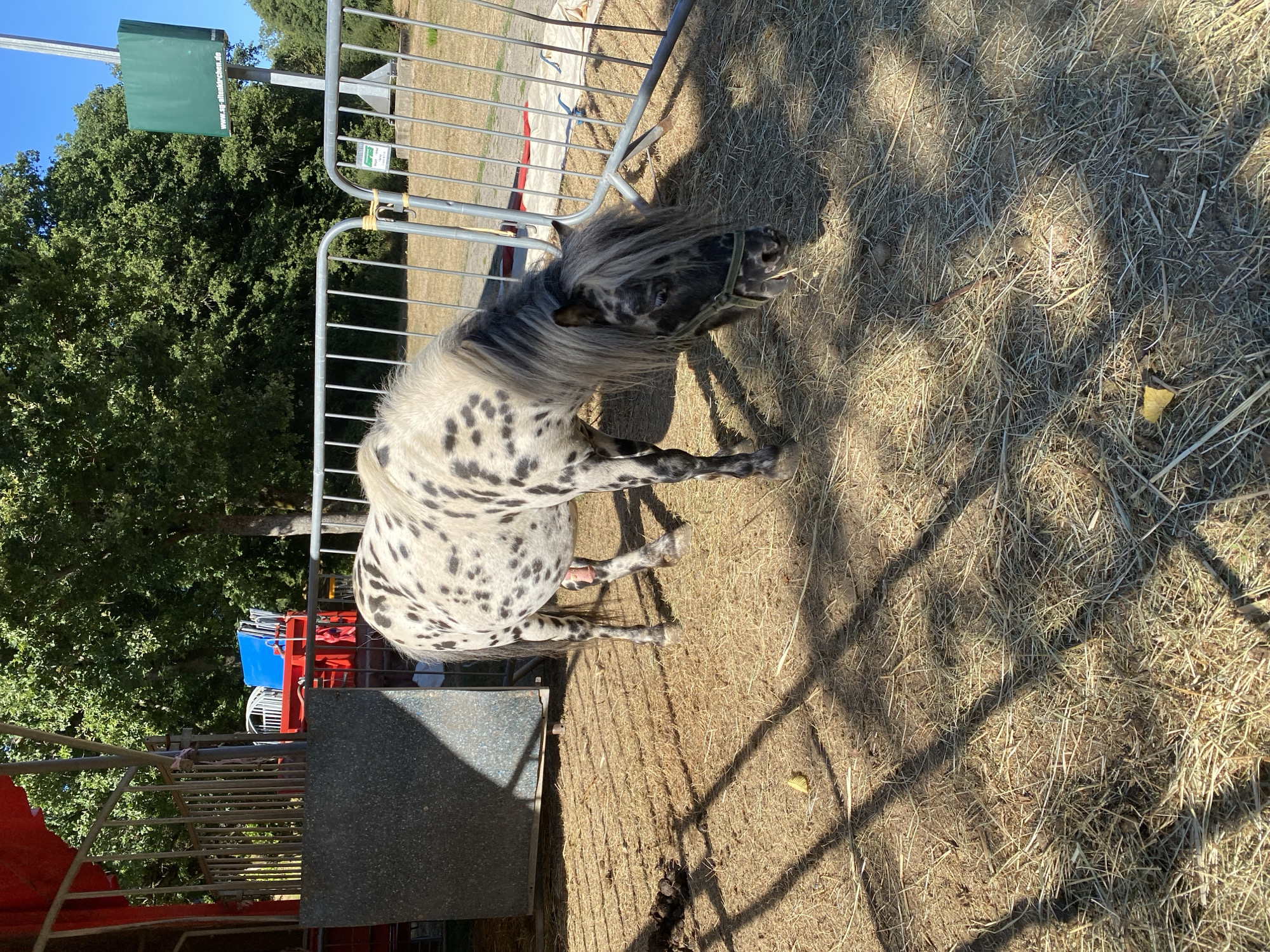 A small, spotted pony stands in a fenced enclosure filled with hay. The pony has a grey and white coat with black spots and a dark mane and forelock. It is wearing a green halter and appears to be grazing. In the background, a red structure with metal railings can be seen, as well as trees and a blue sky. A green sign with white lettering is mounted on a pole in the distance. The scene suggests a rural or fairground setting. Based on the sign in the background, the location is Altenkirchen, Germany.
