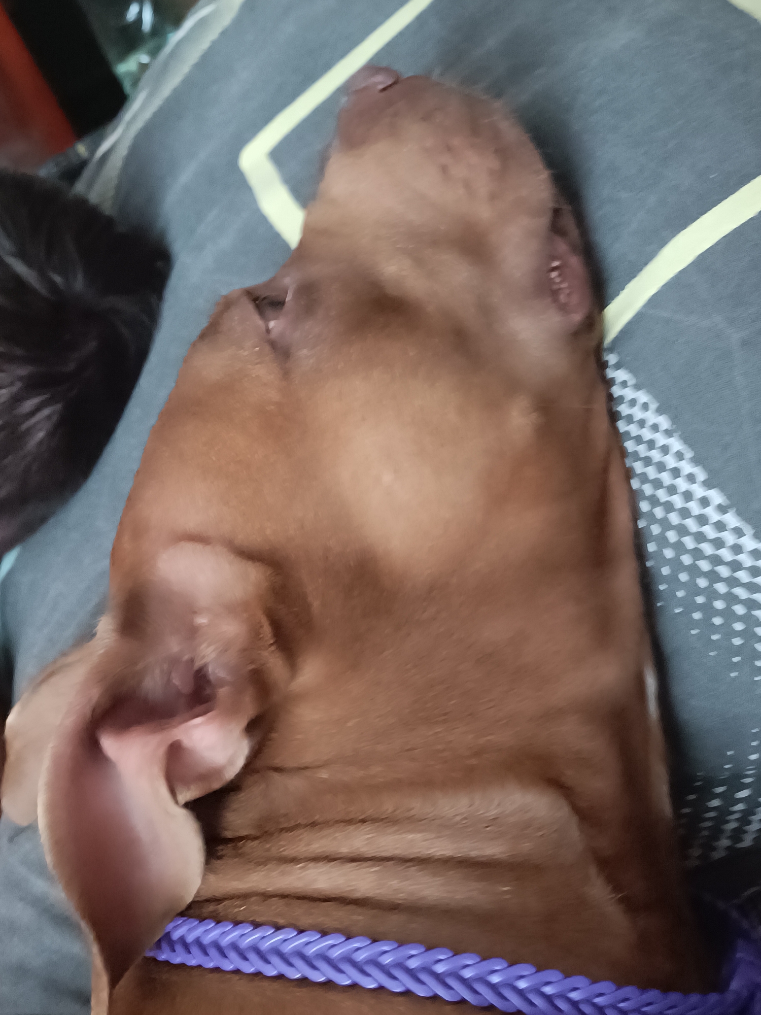 The image, taken in an indoor setting in Unknown, Unknown, features a close-up, overhead view of a brown dog lying down. The dog's head is tilted back, and its eyes are closed, suggesting it is asleep. A portion of another animal, possibly a black cat, is visible to the left of the dog. The dog is wearing a thick, braided purple collar around its neck. The background consists of a grey patterned blanket or bedding. The lighting appears to be artificial, and the image is slightly out of focus.