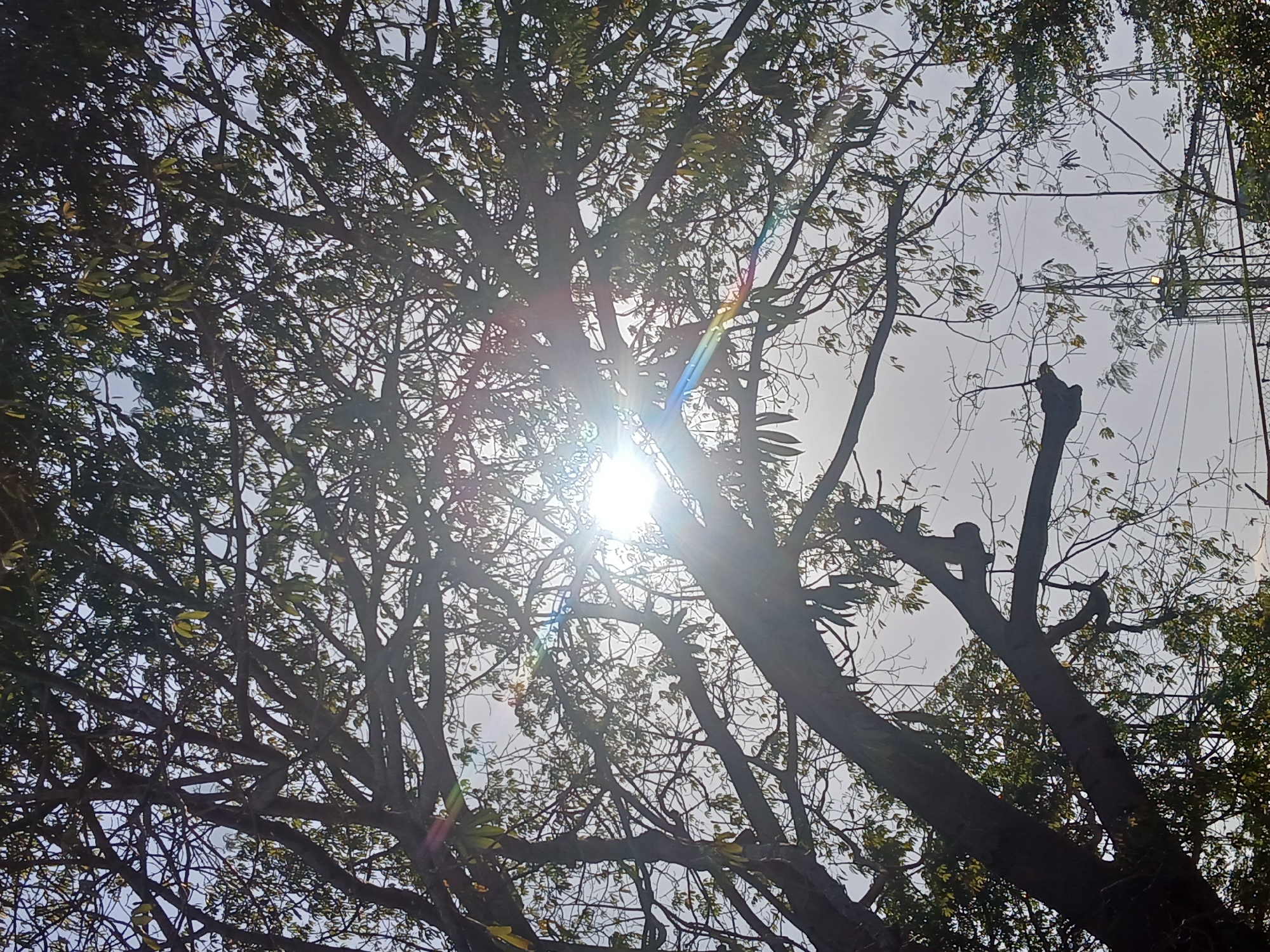 The image presents an upward view through a dense canopy of trees against a bright, sunlit sky in Ciudad Guayana, Venezuela. The sun is prominently positioned near the center of the frame, emitting a powerful glare and distinct rainbow-colored lens flare as its rays pierce through the foliage.
The trees, with their numerous branches and abundant leaves, are largely silhouetted, forming an intricate, dark network against the intense brightness of the sky. Some individual leaves, particularly those catching more direct sunlight, show hints of green. The sky itself appears bright and possibly hazy, contributing to the diffused yet intense quality of the sunlight.
In the upper-right portion of the image, visible through gaps in the tree branches, is a metallic structure composed of crossbeams and wires. This infrastructure could be part of a bridge, a power grid, or another urban construction element common in a city setting.
The scene depicts a sunny daytime, likely mid-day or late afternoon, characterized by the high angle and strong intensity of the sun. The overall mood is one of natural vibrancy, with the dramatic interplay of light and shadow created by the sun filtering through the tree canopy. No text is visible within the image.